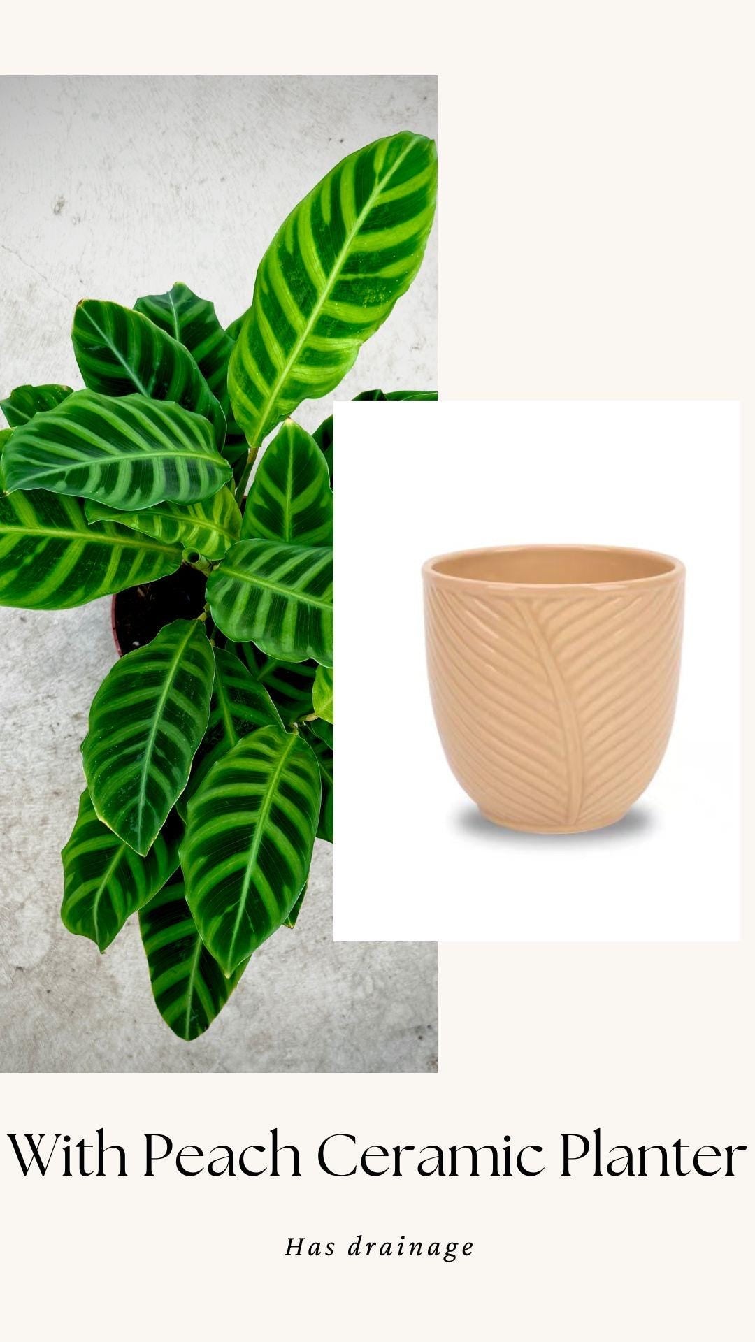 Calathea Zebrina Plant - 4", 6”Nursery Pot - Live Plant - optional decorative pot