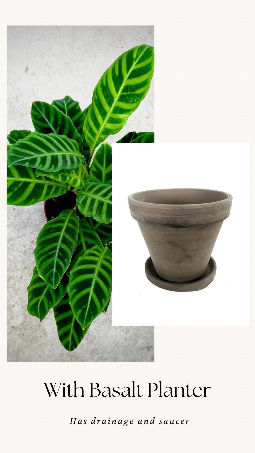 Calathea Zebrina Plant - 4", 6”Nursery Pot - Live Plant - optional decorative pot