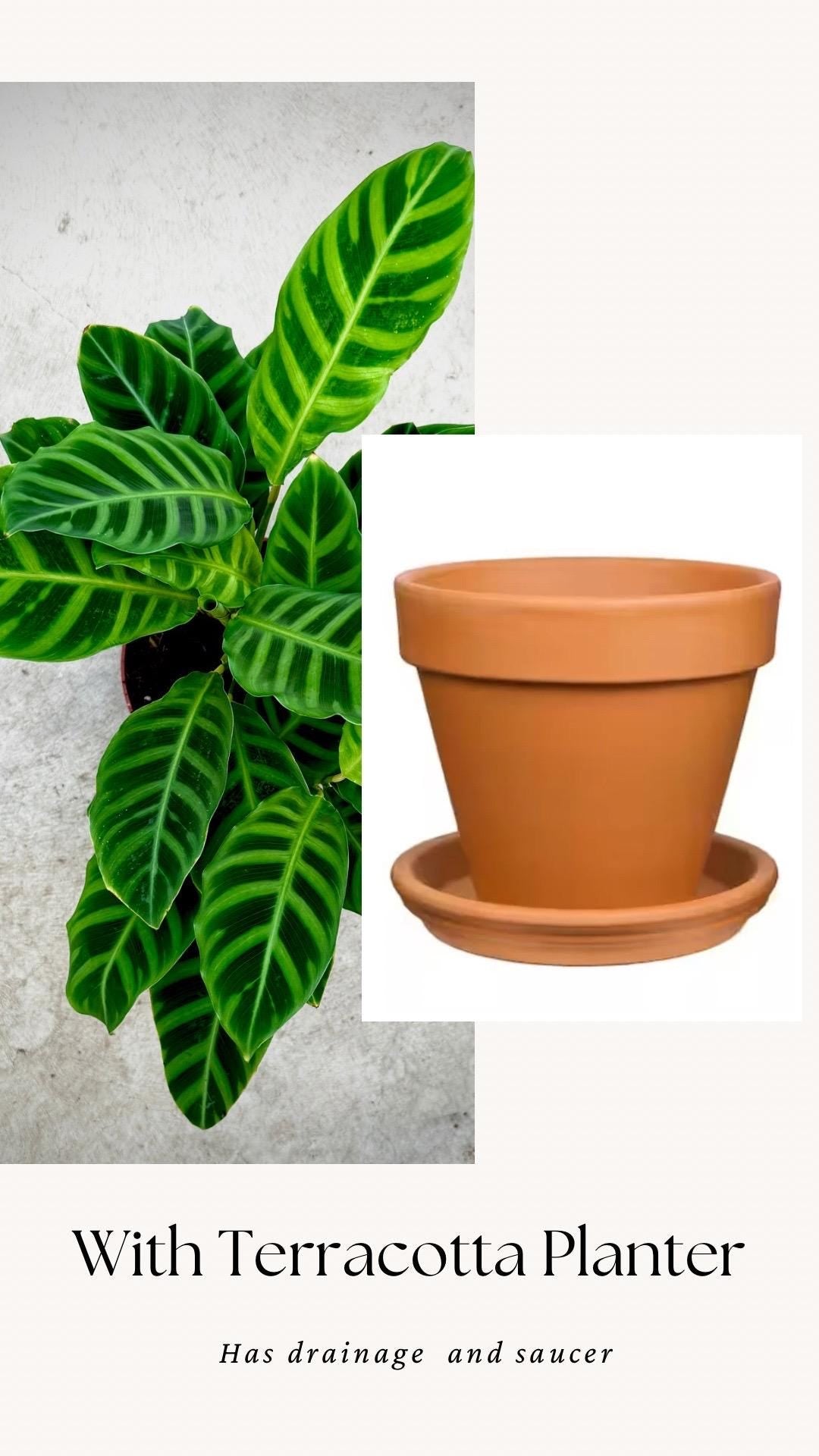 Calathea Zebrina Plant - 4", 6”Nursery Pot - Live Plant - optional decorative pot