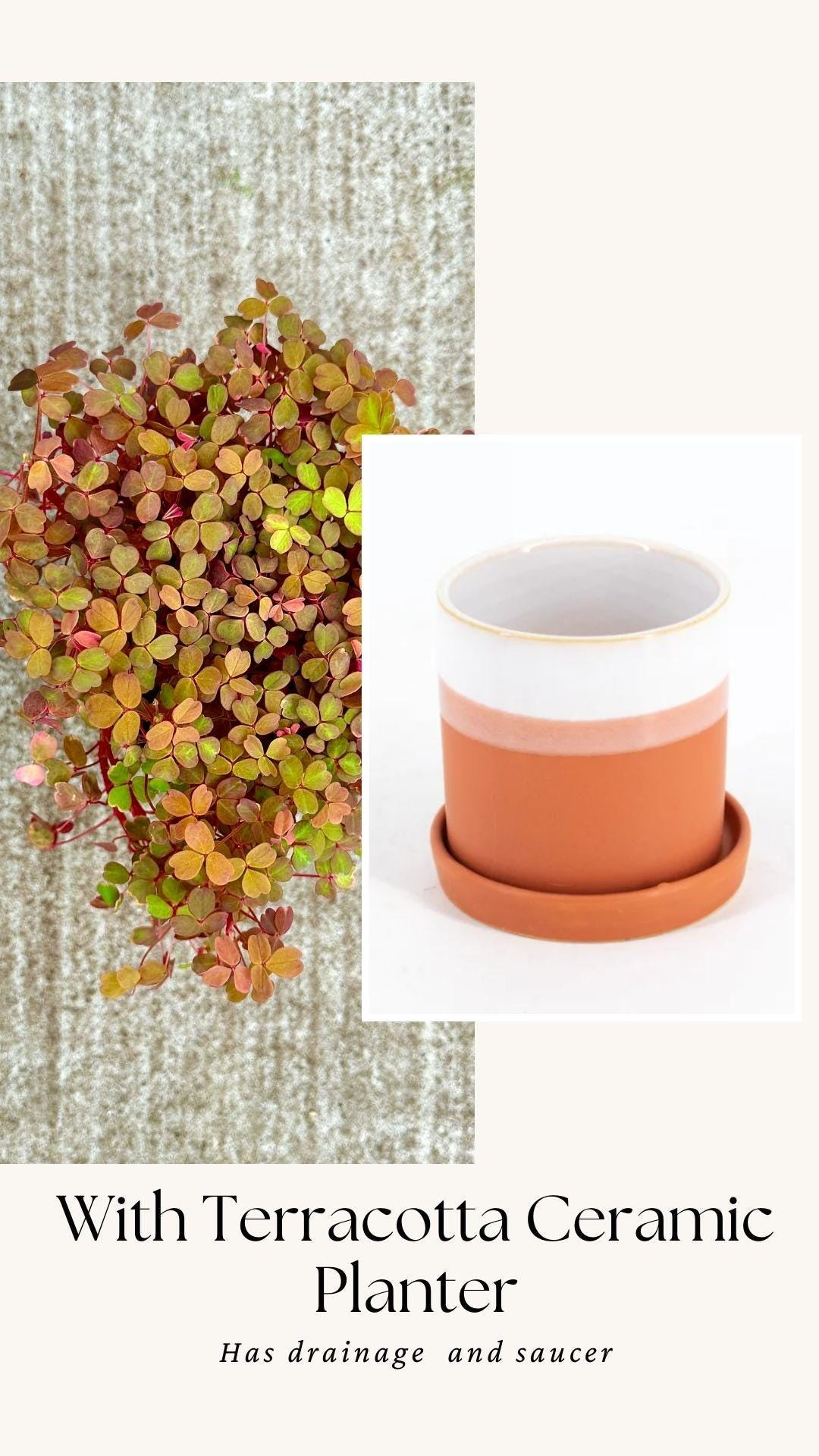 Oxalis Spiralis Aurea Golden Plant - 4 inch Pot - Live Plant - optional decorative pot