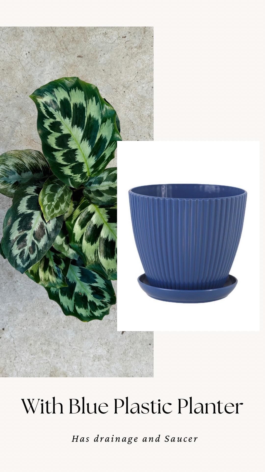 Calathea Helen Kennedy Prayer Plant 4" Pot - Live Indoor Houseplant