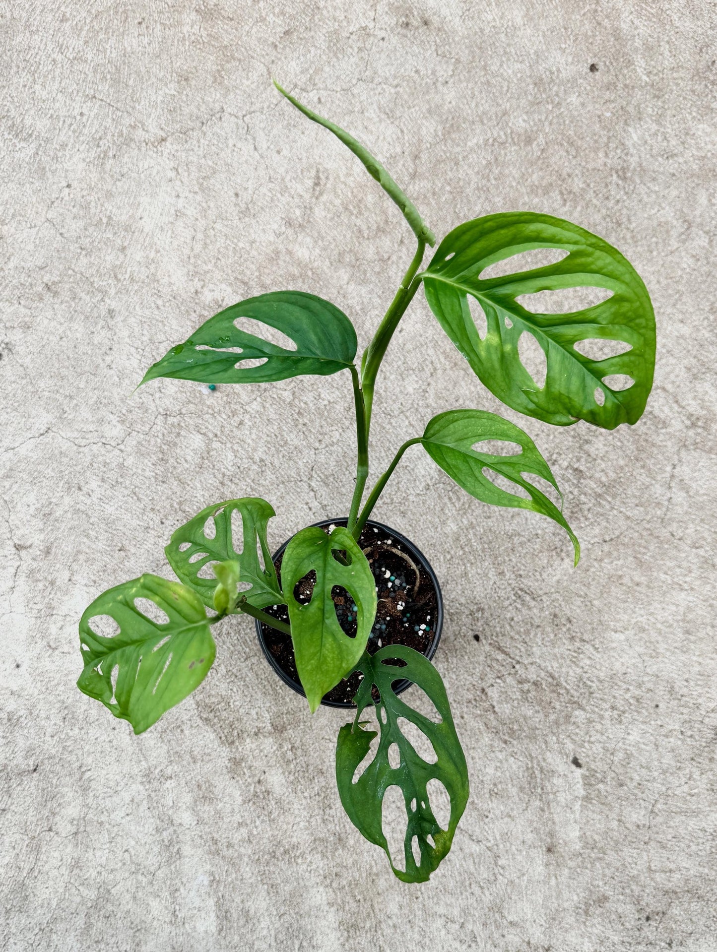Monstera Esquelito Plant - 3.5 Pot - Live Plant - optional decorative pot