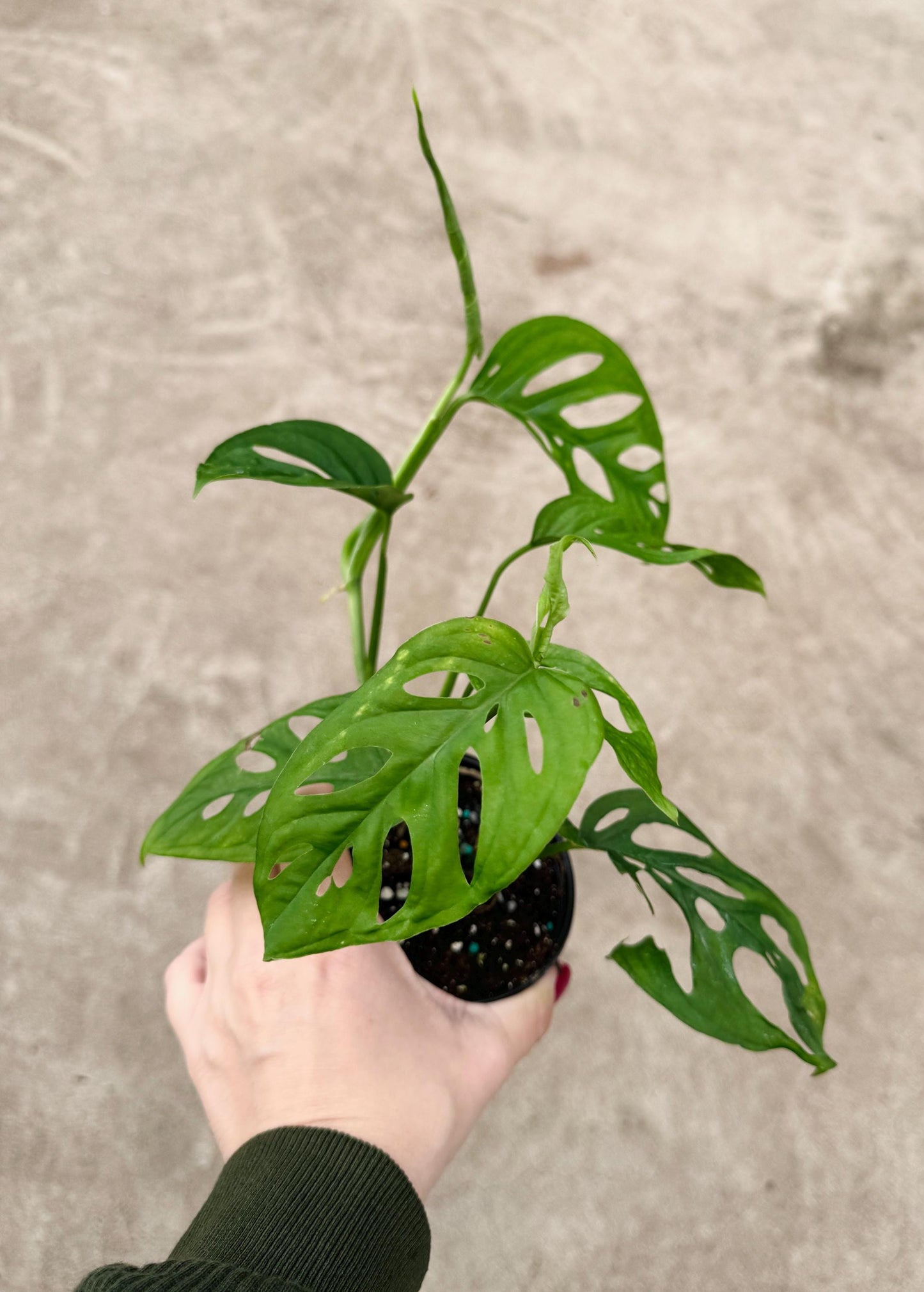 Monstera Esquelito Plant - 3.5 Pot - Live Plant - optional decorative pot