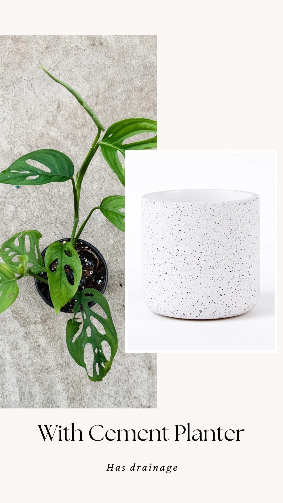 Monstera Esquelito Plant - 3.5 Pot - Live Plant - optional decorative pot
