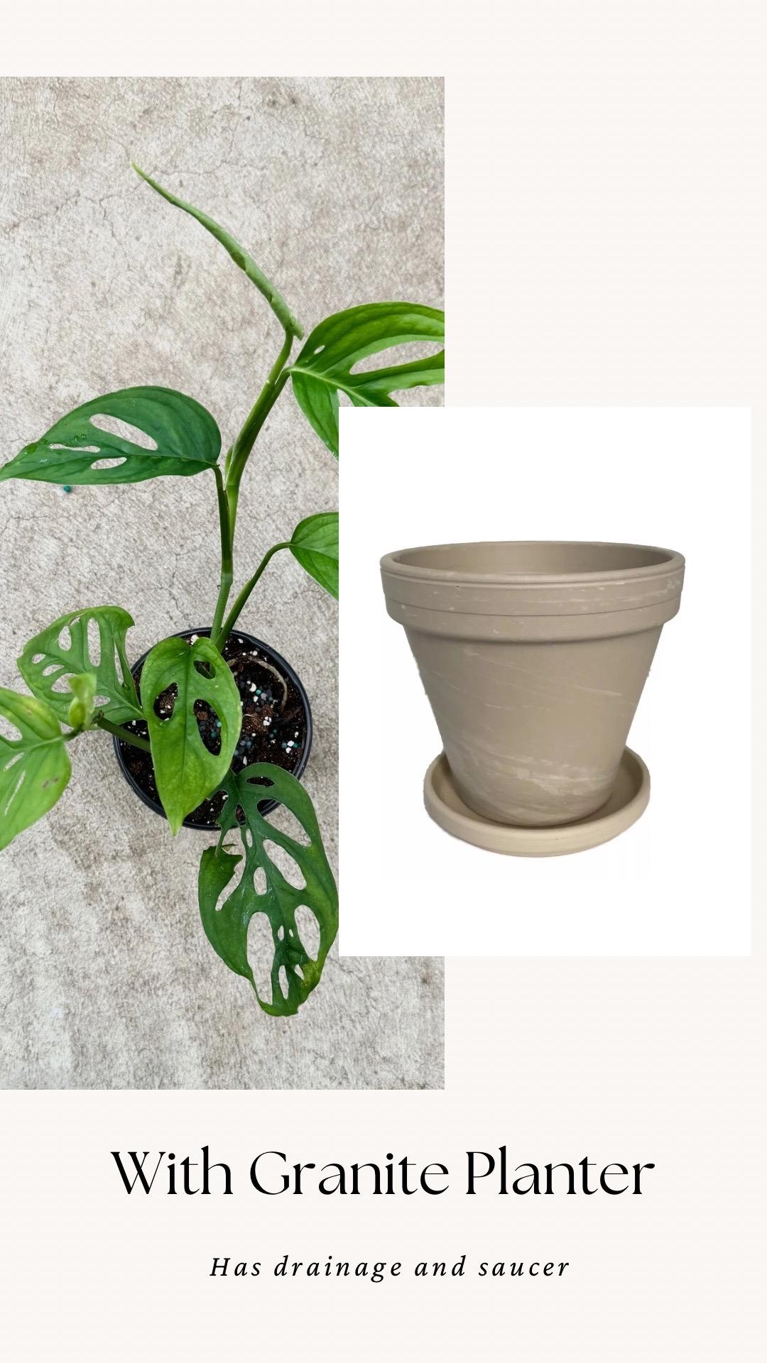 Monstera Esquelito Plant - 3.5 Pot - Live Plant - optional decorative pot
