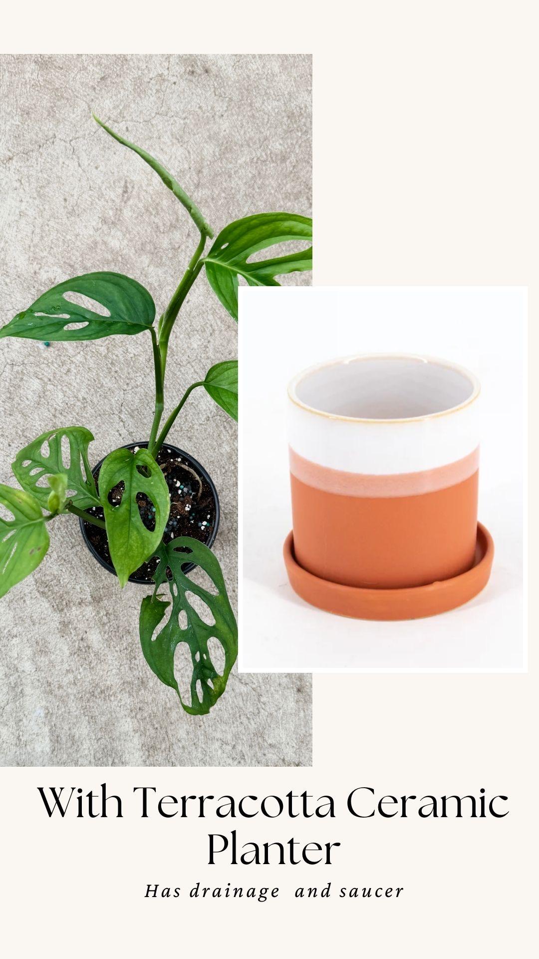 Monstera Esquelito Plant - 3.5 Pot - Live Plant - optional decorative pot