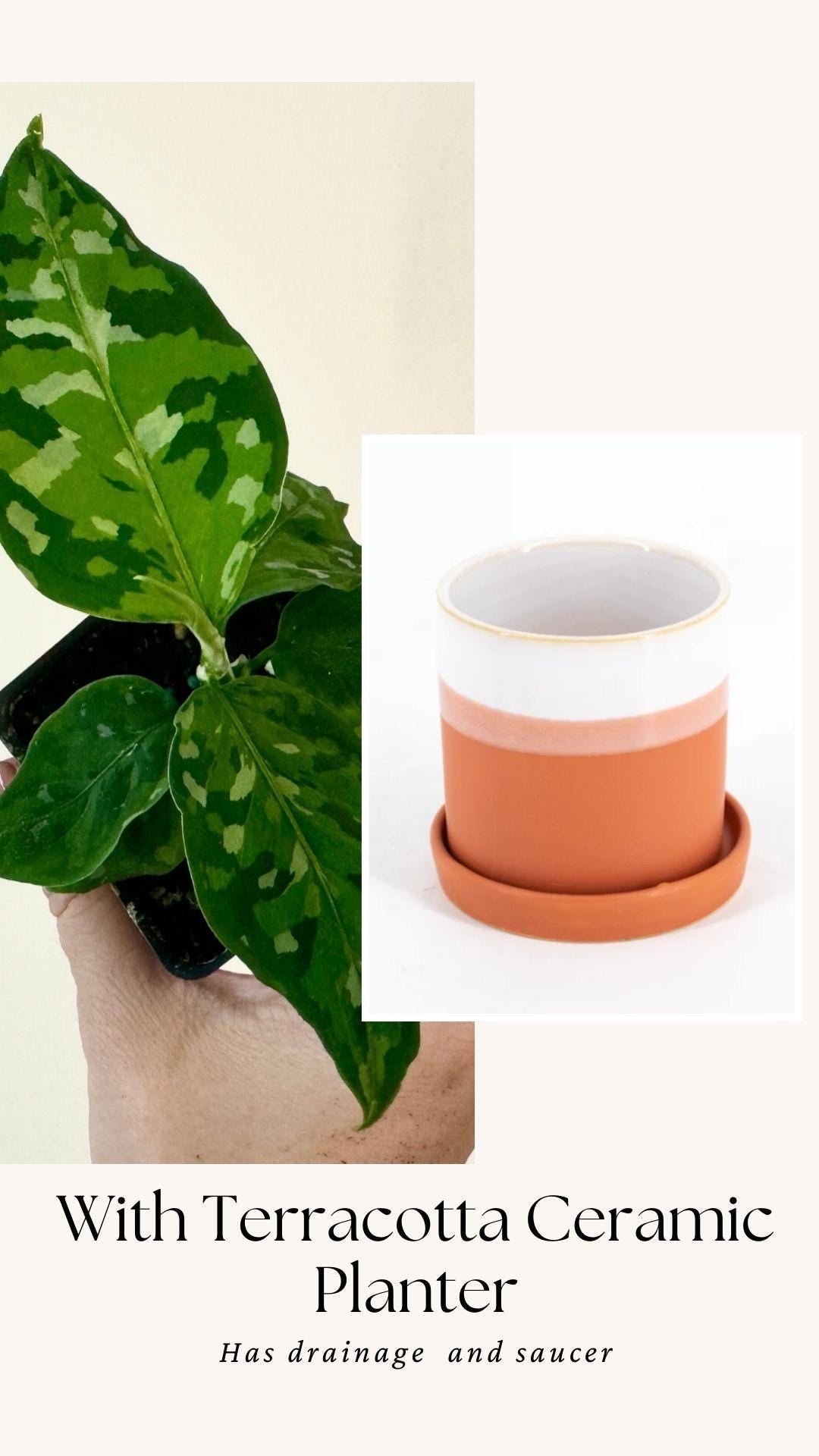 Aglaonema Pictum Tricolor - Live Plant - 2.5 Pot