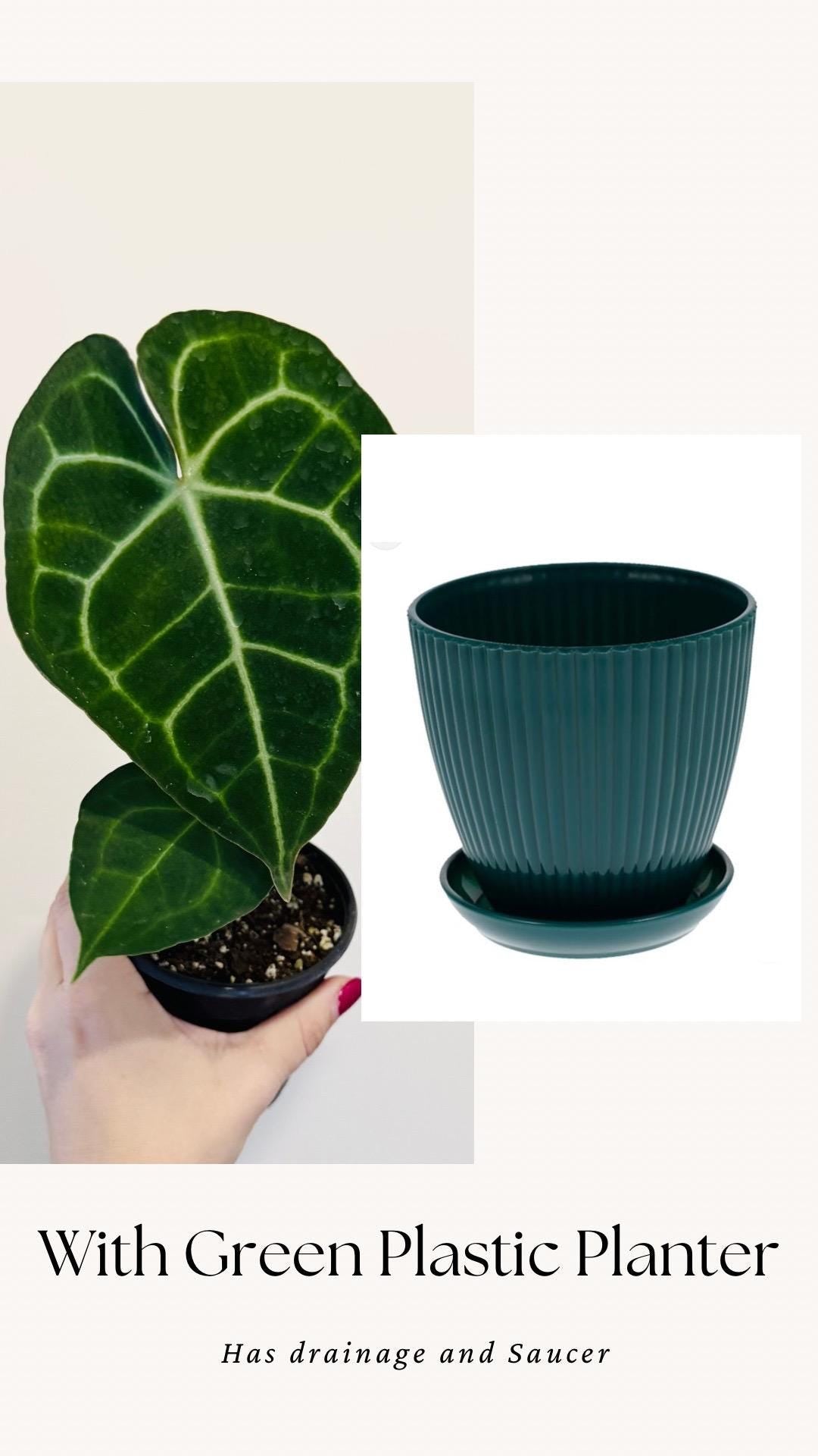 Anthurium Clarinervium Plant - 4 inch Nursery Pot