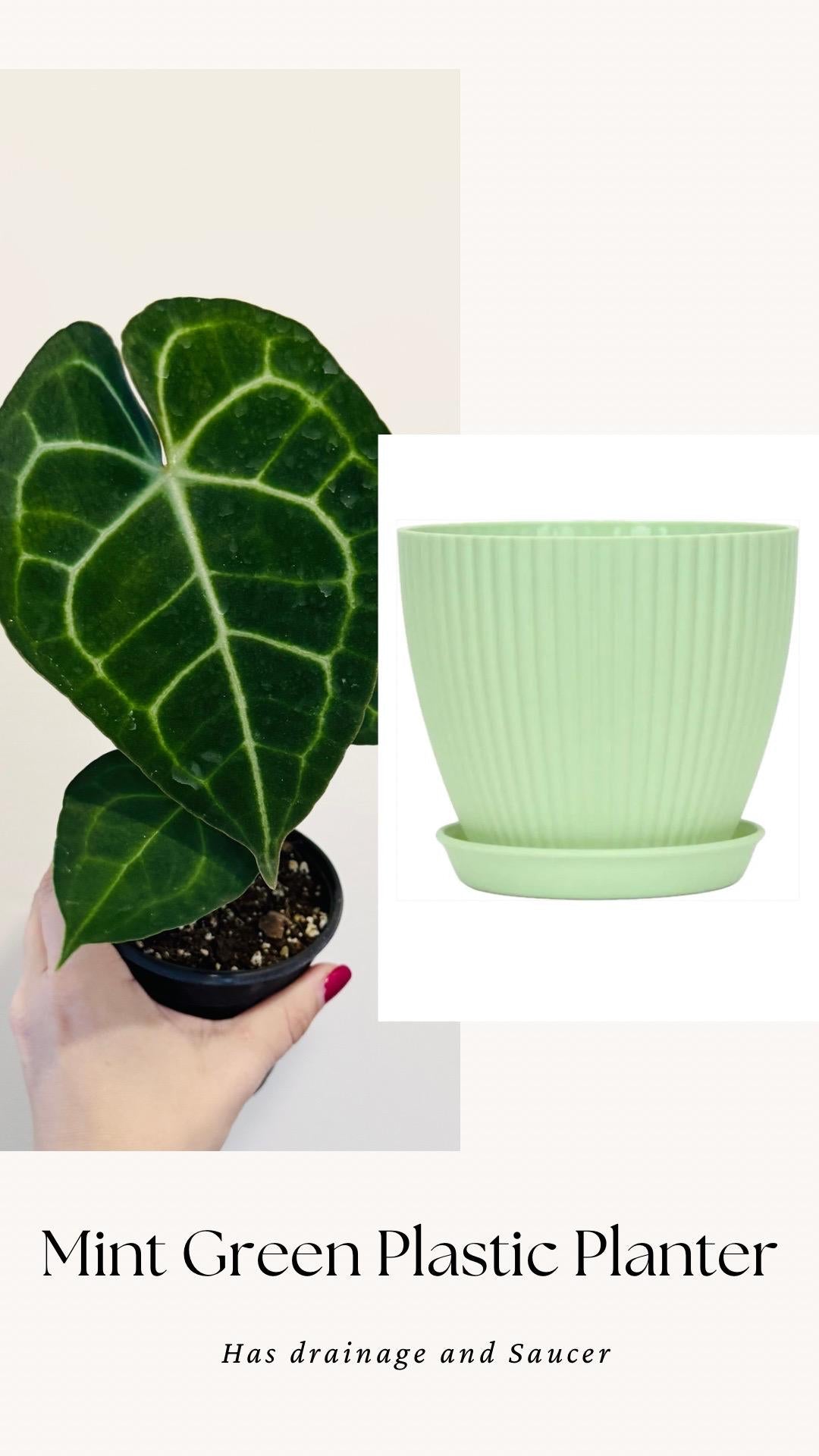 Anthurium Clarinervium Plant - 4 inch Nursery Pot