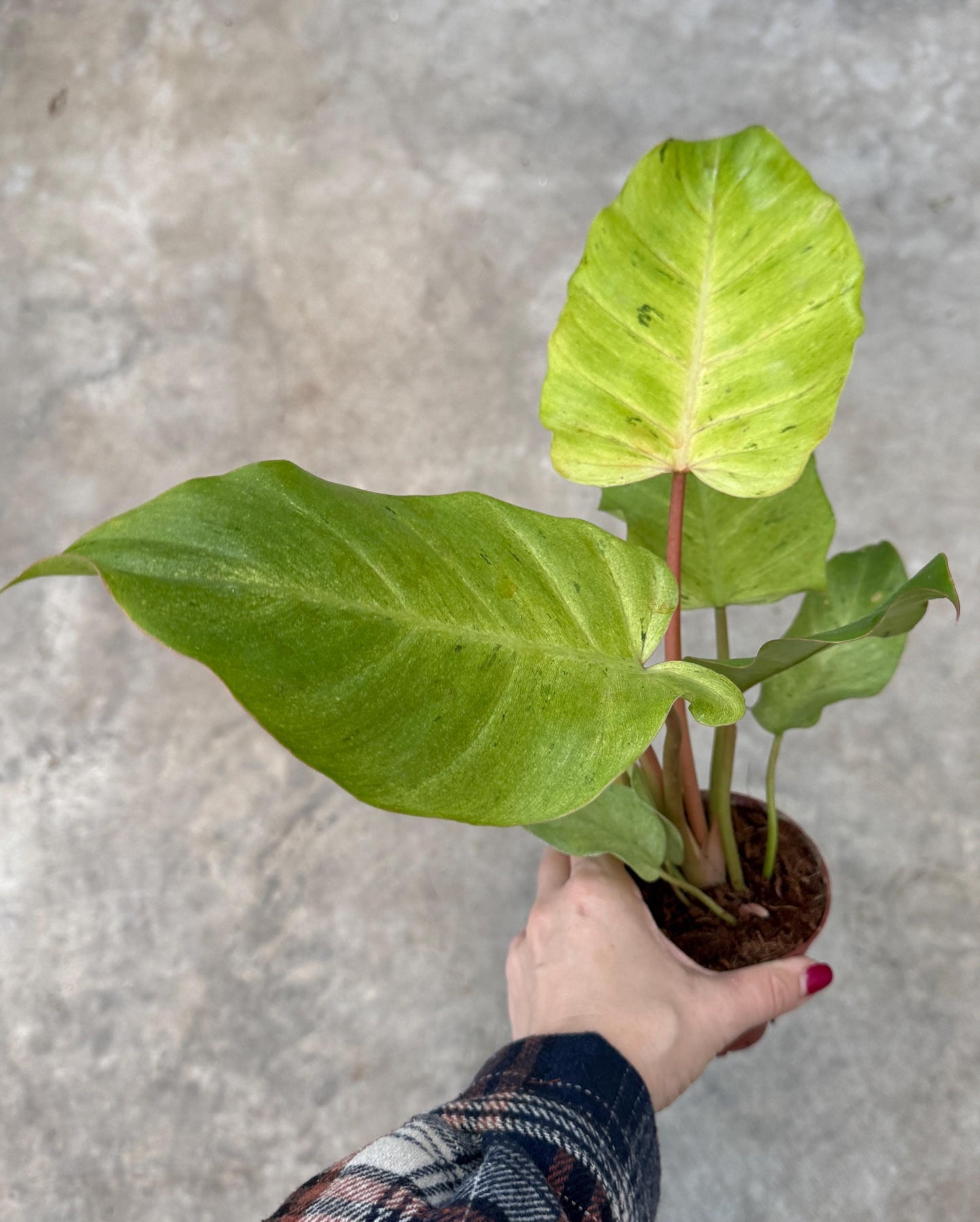 Philodendron Snowdrift - Live Plant - 4" Pot