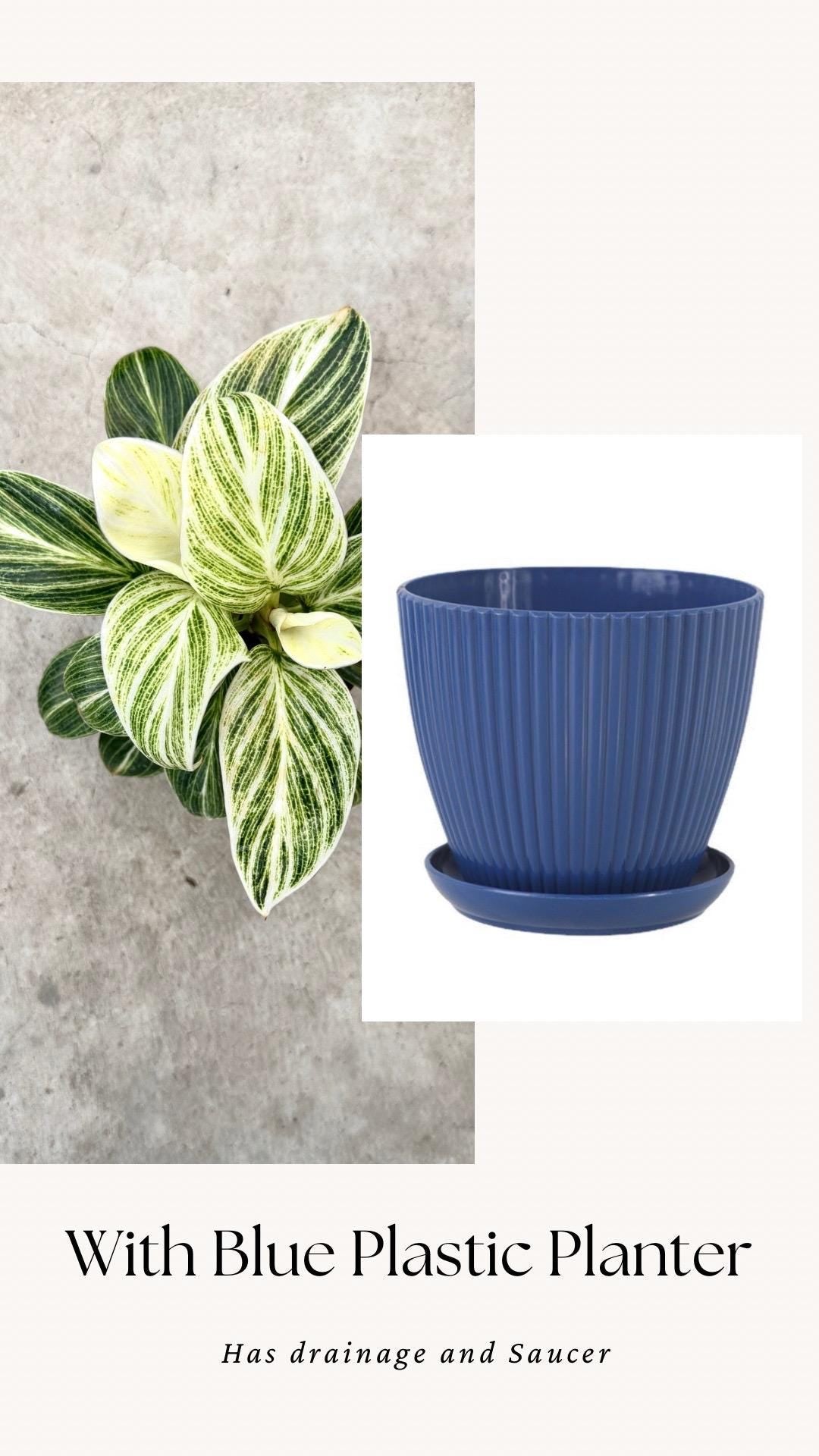 Philodendron Evian Rare Plant - 4 inch Pot - optional decorative plant