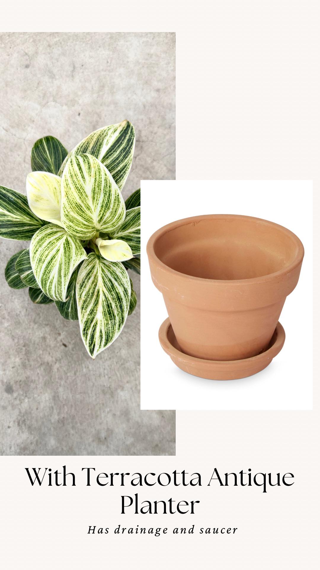 Philodendron Evian Rare Plant - 4 inch Pot - optional decorative plant