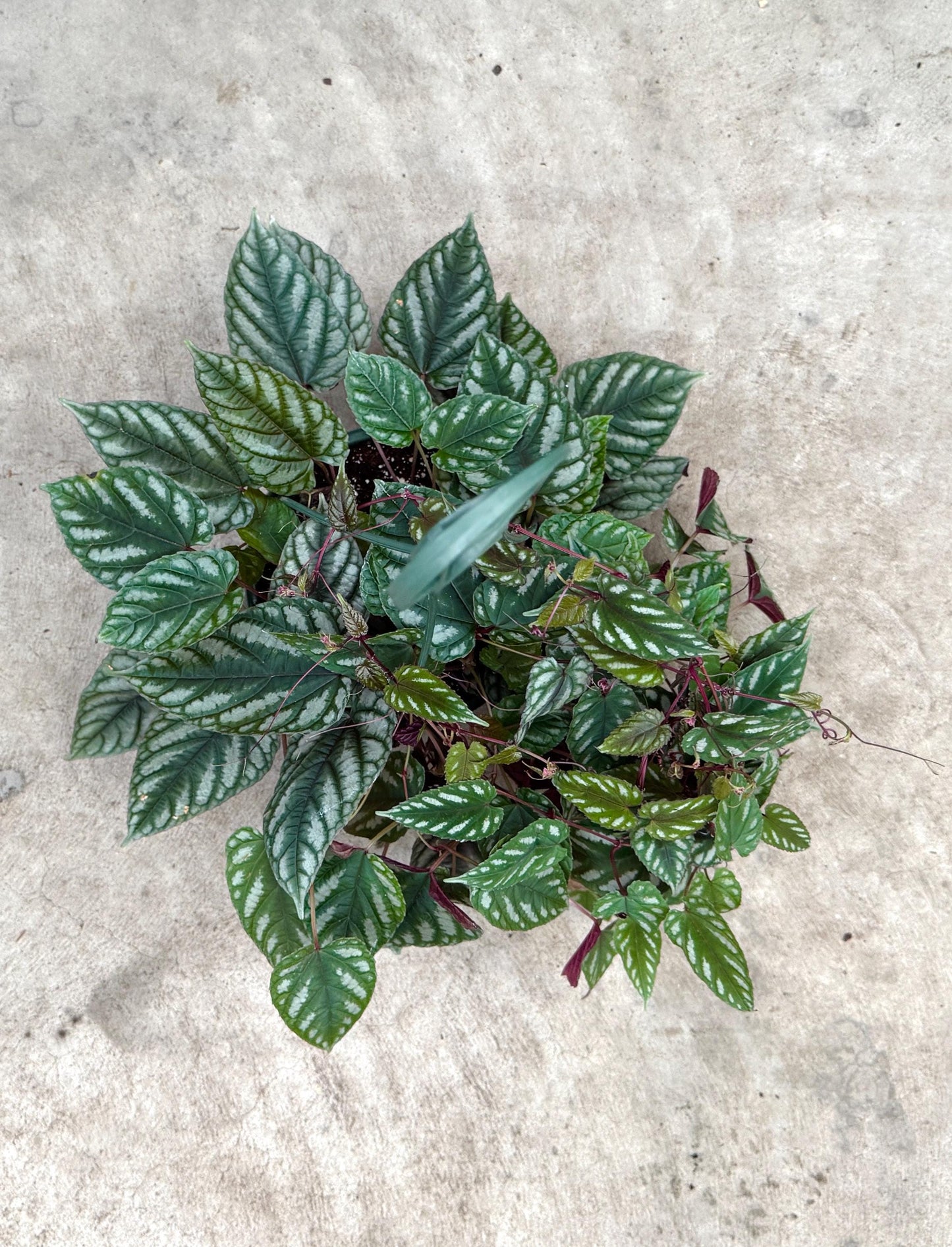 Cissus discolor - Rex Begonia Vino Plant - 6" Hanging Basket