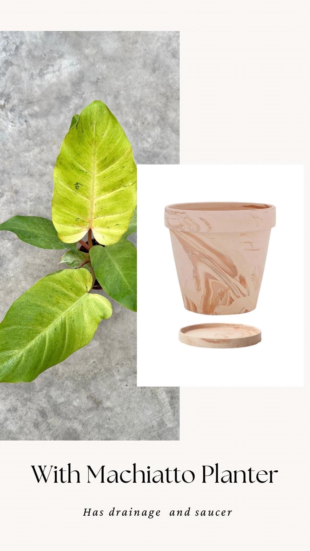 Philodendron Snowdrift - Live Plant - 4" Pot