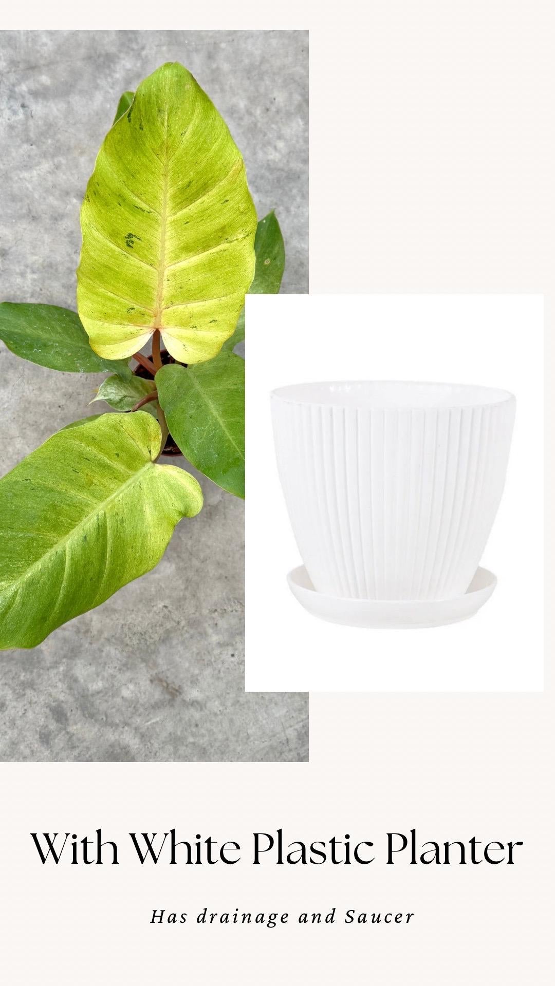 Philodendron Snowdrift - Live Plant - 4" Pot