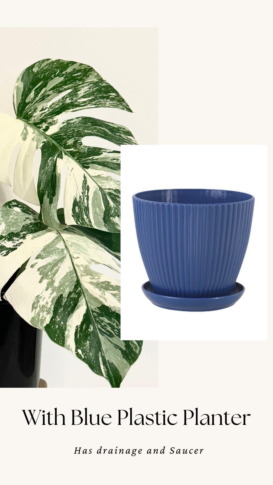 Monstera Albo Variegata Plant - RARE - 7 inch | 10 inch Pot
