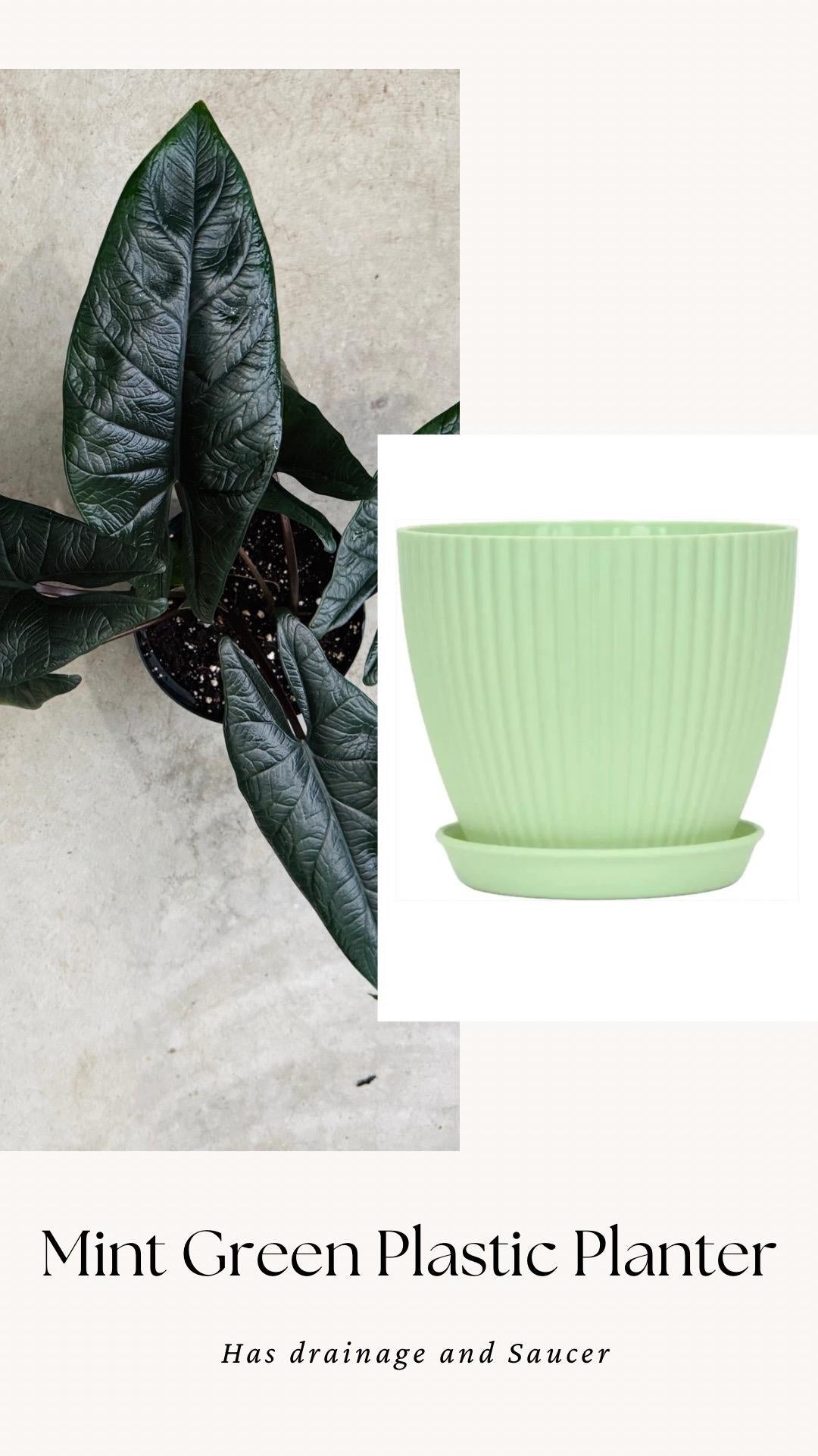 Alocasia Scalprum Plant - 6 inch Pot - optional deocrative pot