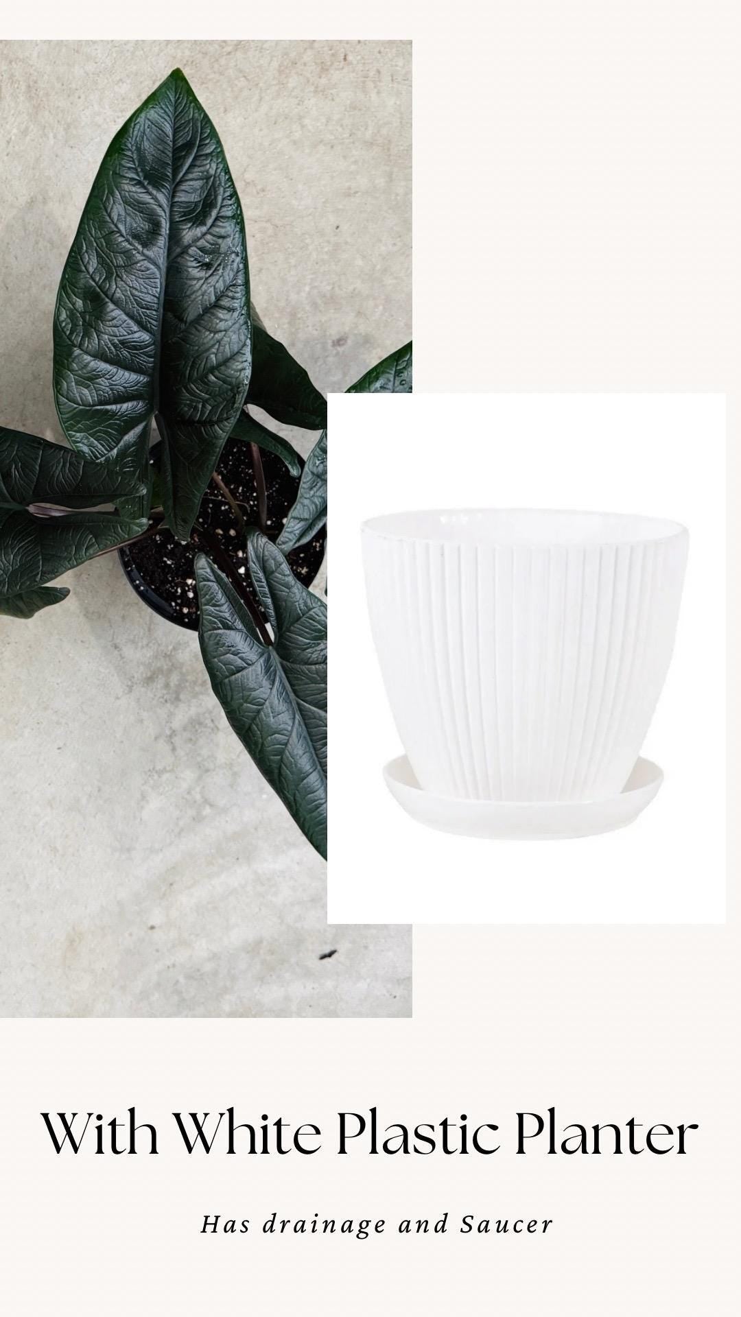 Alocasia Scalprum Plant - 6 inch Pot - optional deocrative pot