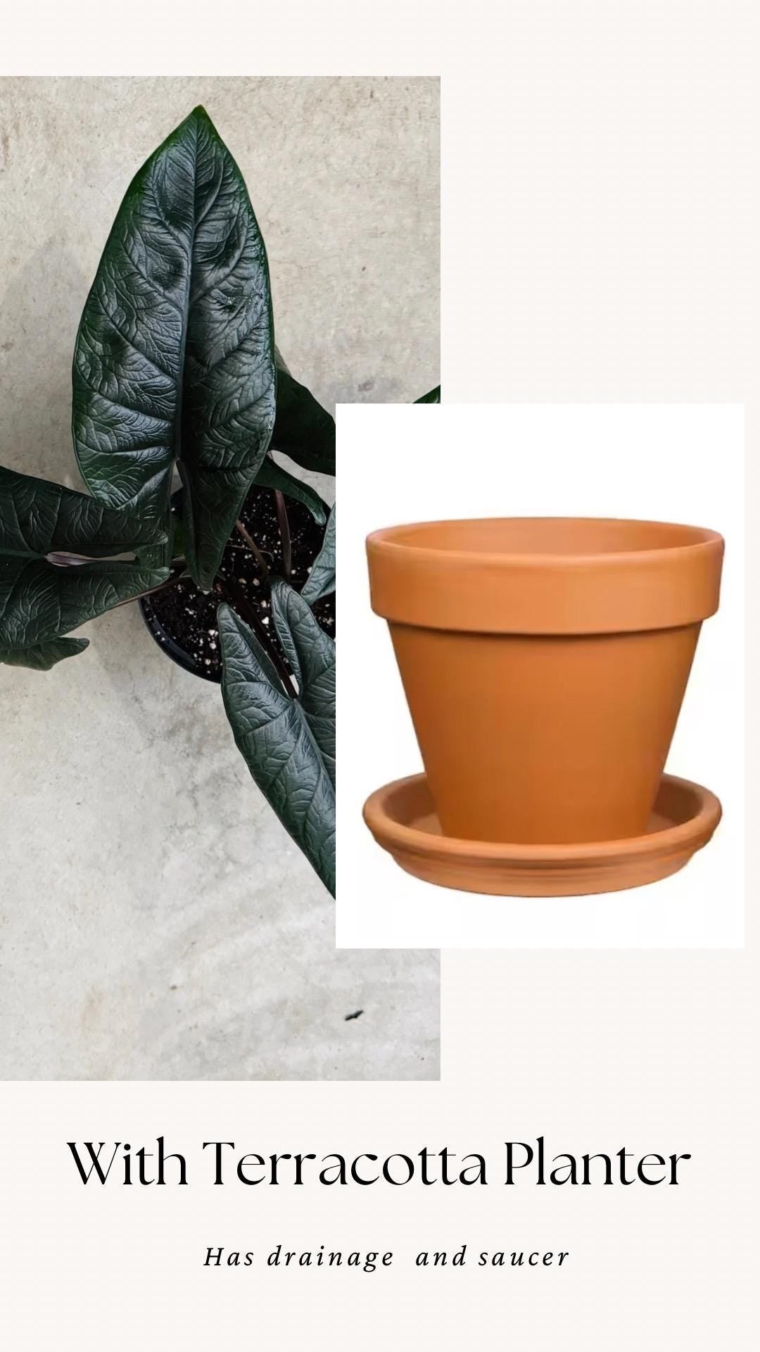 Alocasia Scalprum Plant - 6 inch Pot - optional deocrative pot