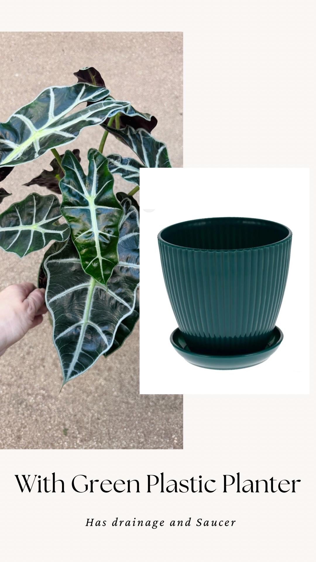 Alocasia Polly Plant - 6 inch Pot - optional deocrative pot