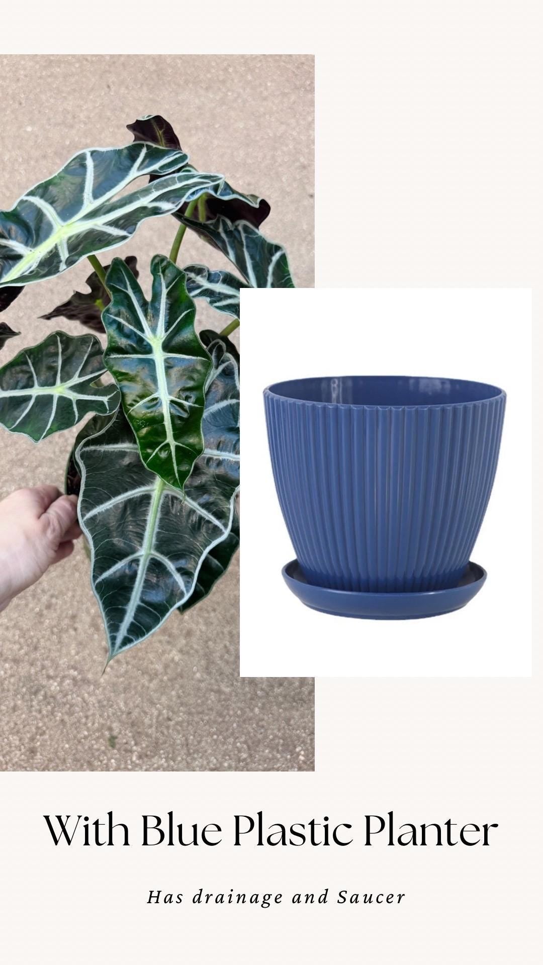 Alocasia Polly Plant - 6 inch Pot - optional deocrative pot