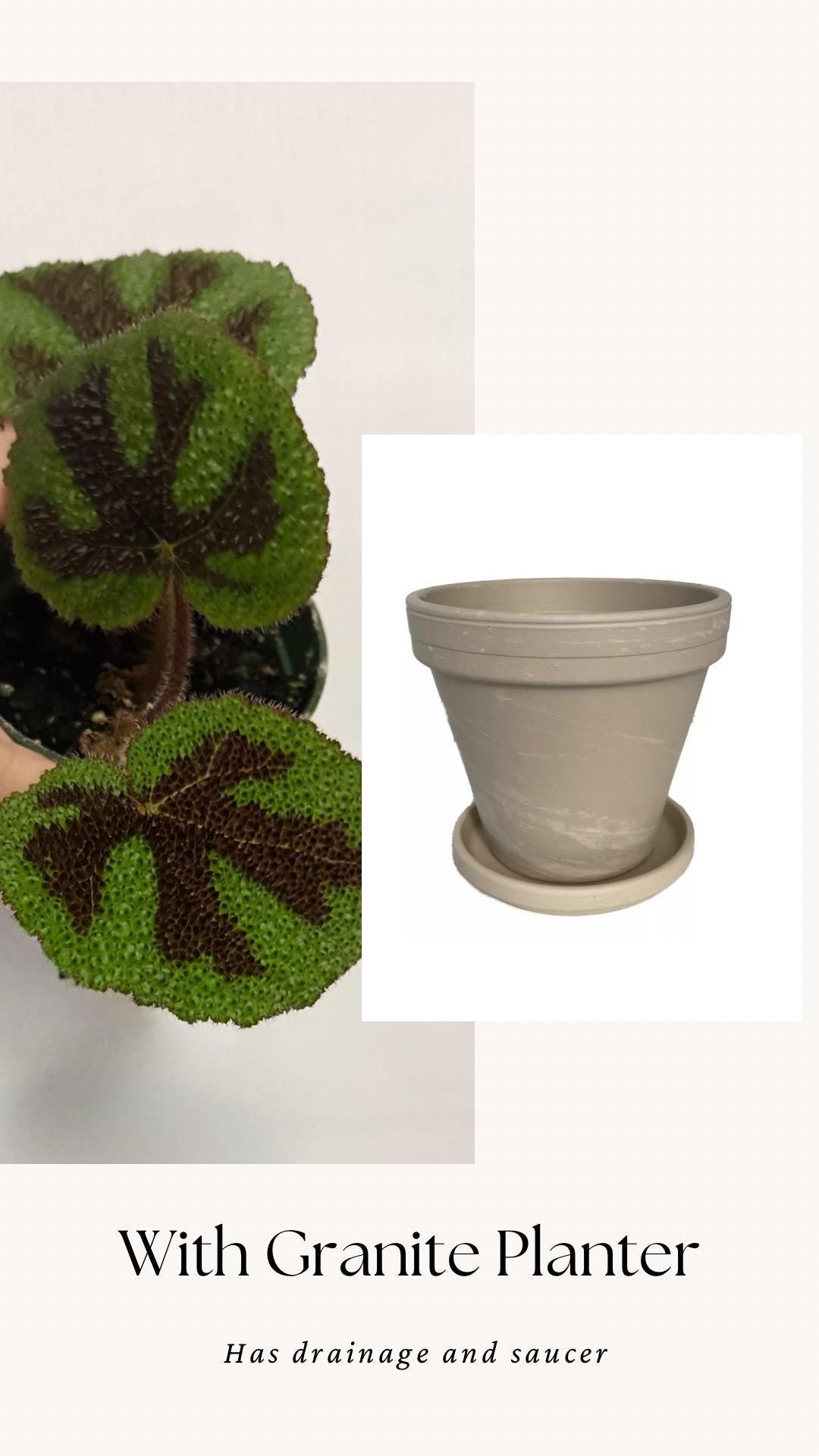 Begonia Iron Cross - 4β Pot - live plant - optional decorative pot