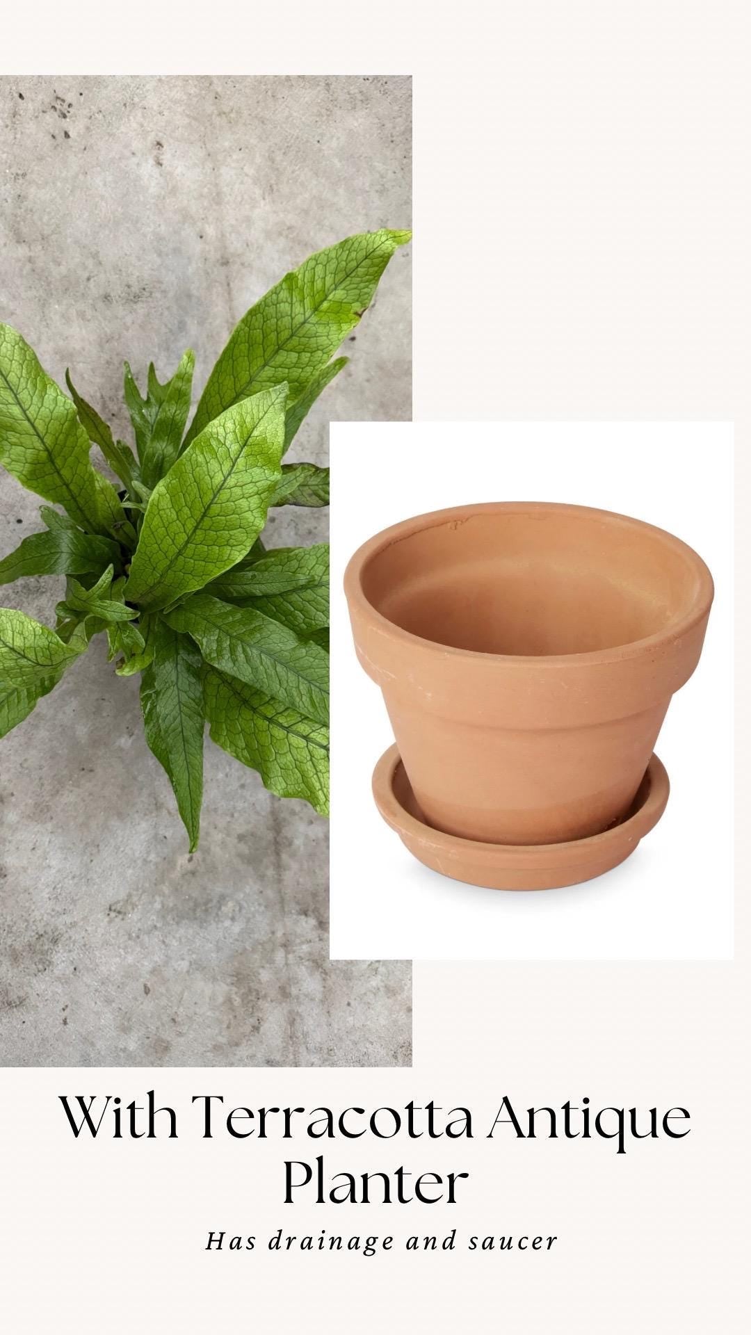 Blue Star Fern Plant - 4 inch Pot - Live Plant - optional decorative pot