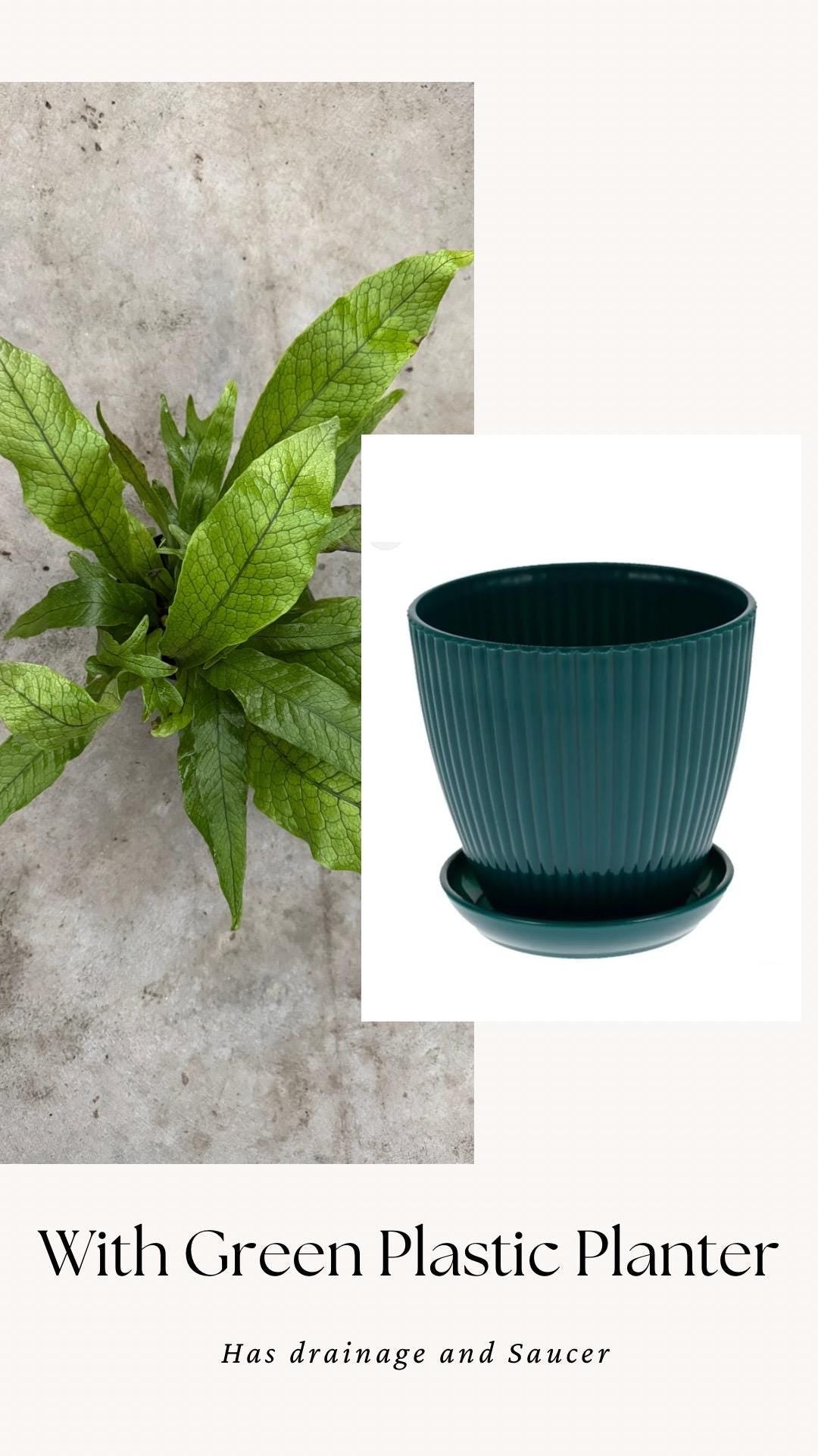 Blue Star Fern Plant - 4 inch Pot - Live Plant - optional decorative pot