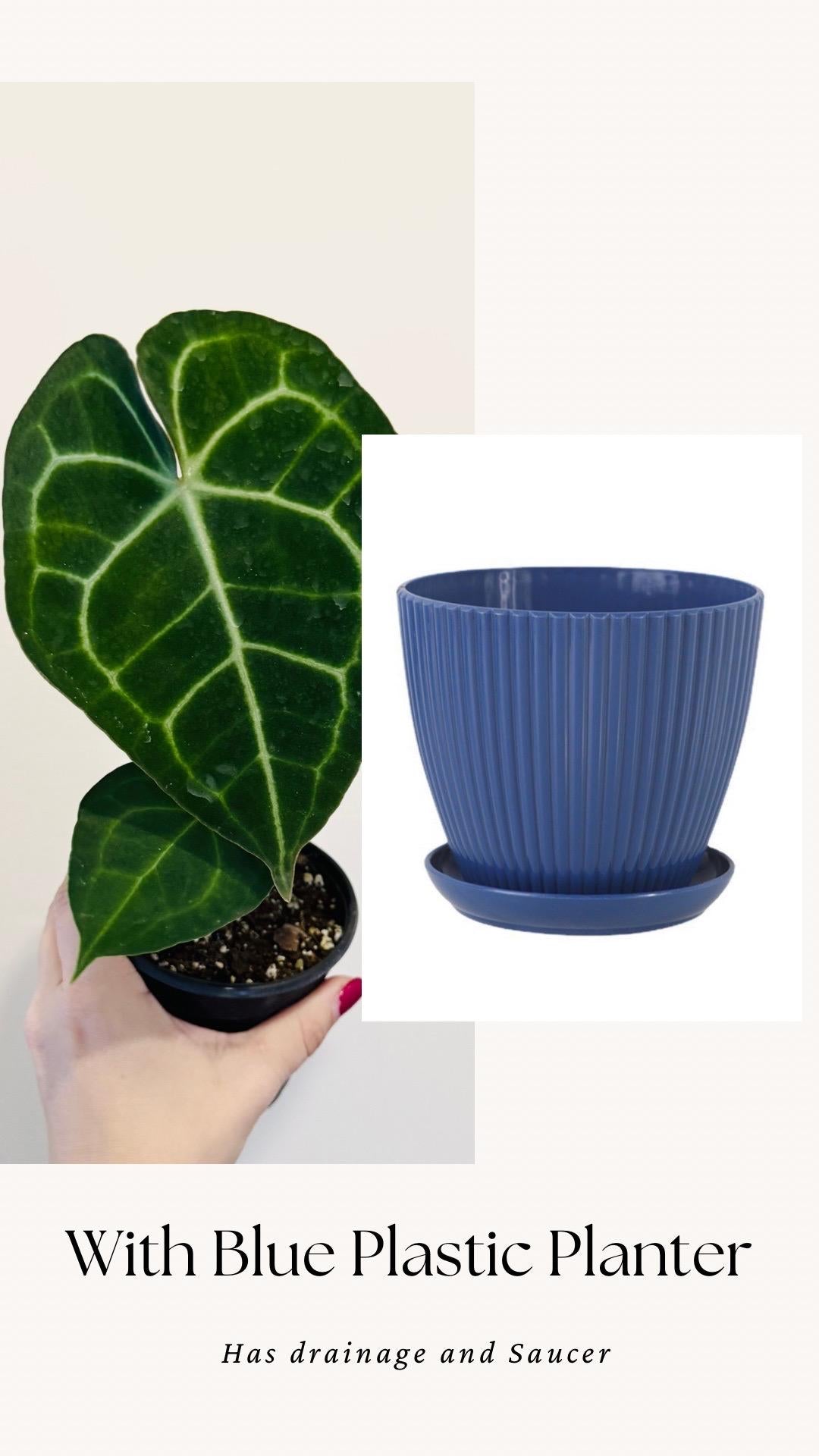 Anthurium Clarinervium Plant - 4 inch Nursery Pot