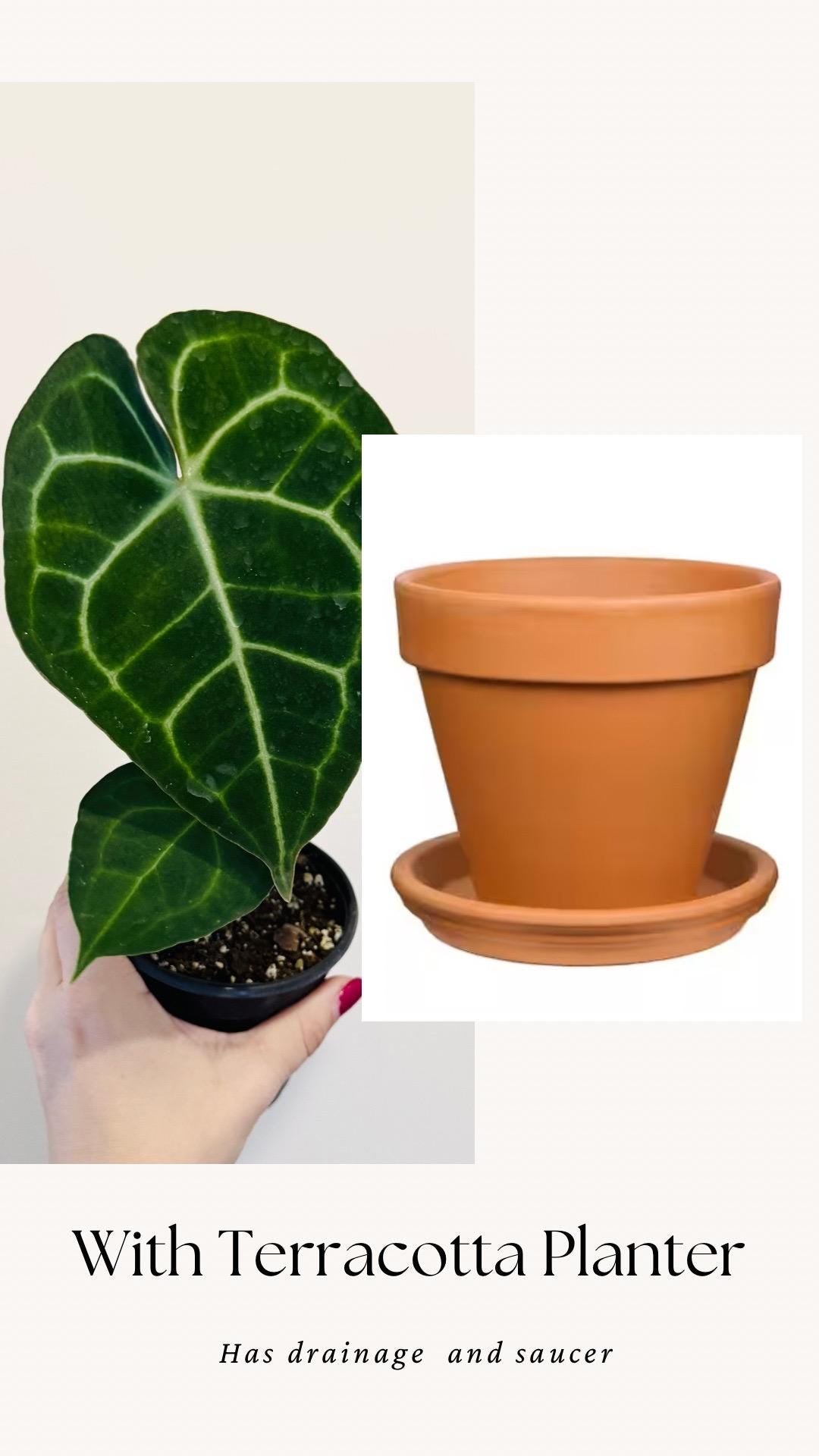 Anthurium Clarinervium Plant - 4 inch Nursery Pot