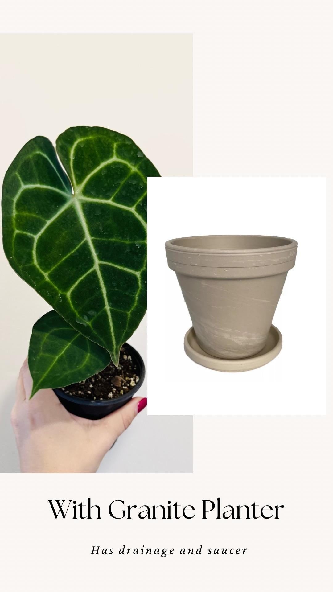 Anthurium Clarinervium Plant - 4 inch Nursery Pot