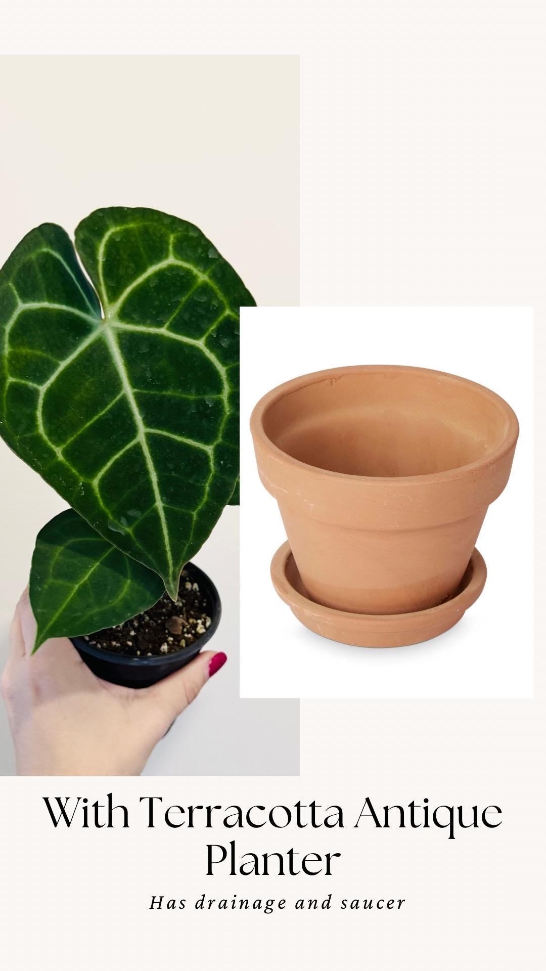Anthurium Clarinervium Plant - 4 inch Nursery Pot