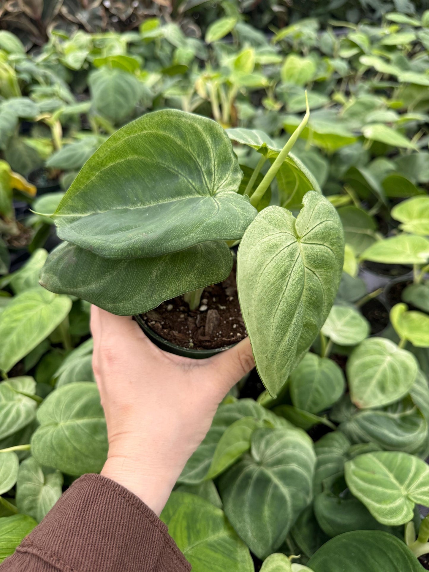 Syngonium Chiapense 'Frosted Heart'- 4" pot - Live Plant - optional decorative pot