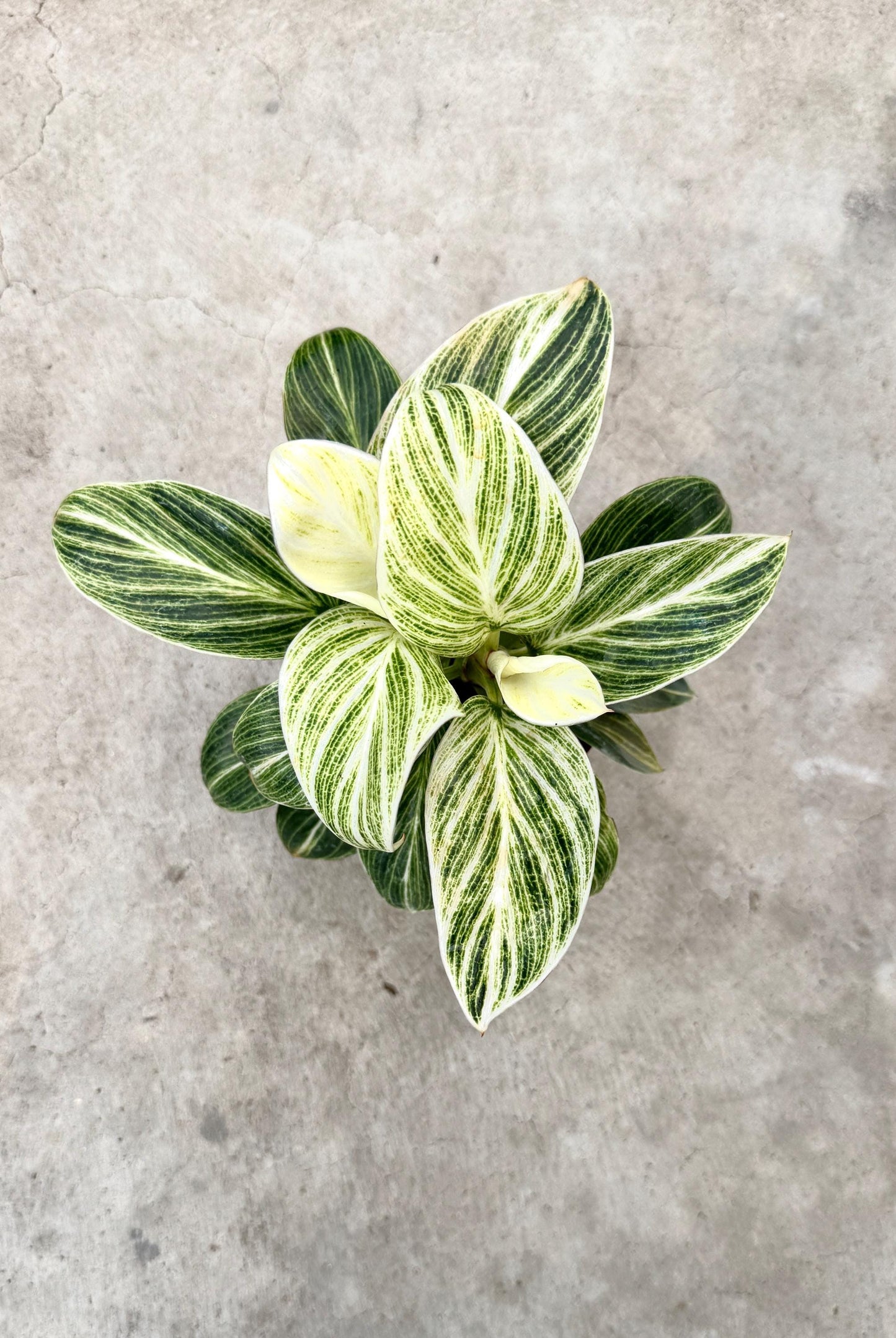 Philodendron Evian Rare Plant - 4 inch Pot - optional decorative plant