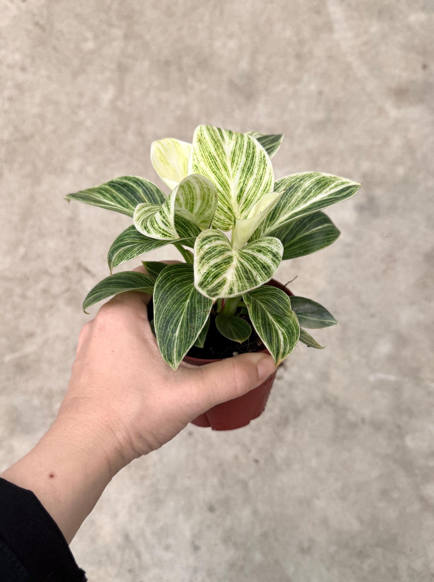 Philodendron Evian Rare Plant - 4 inch Pot - optional decorative plant