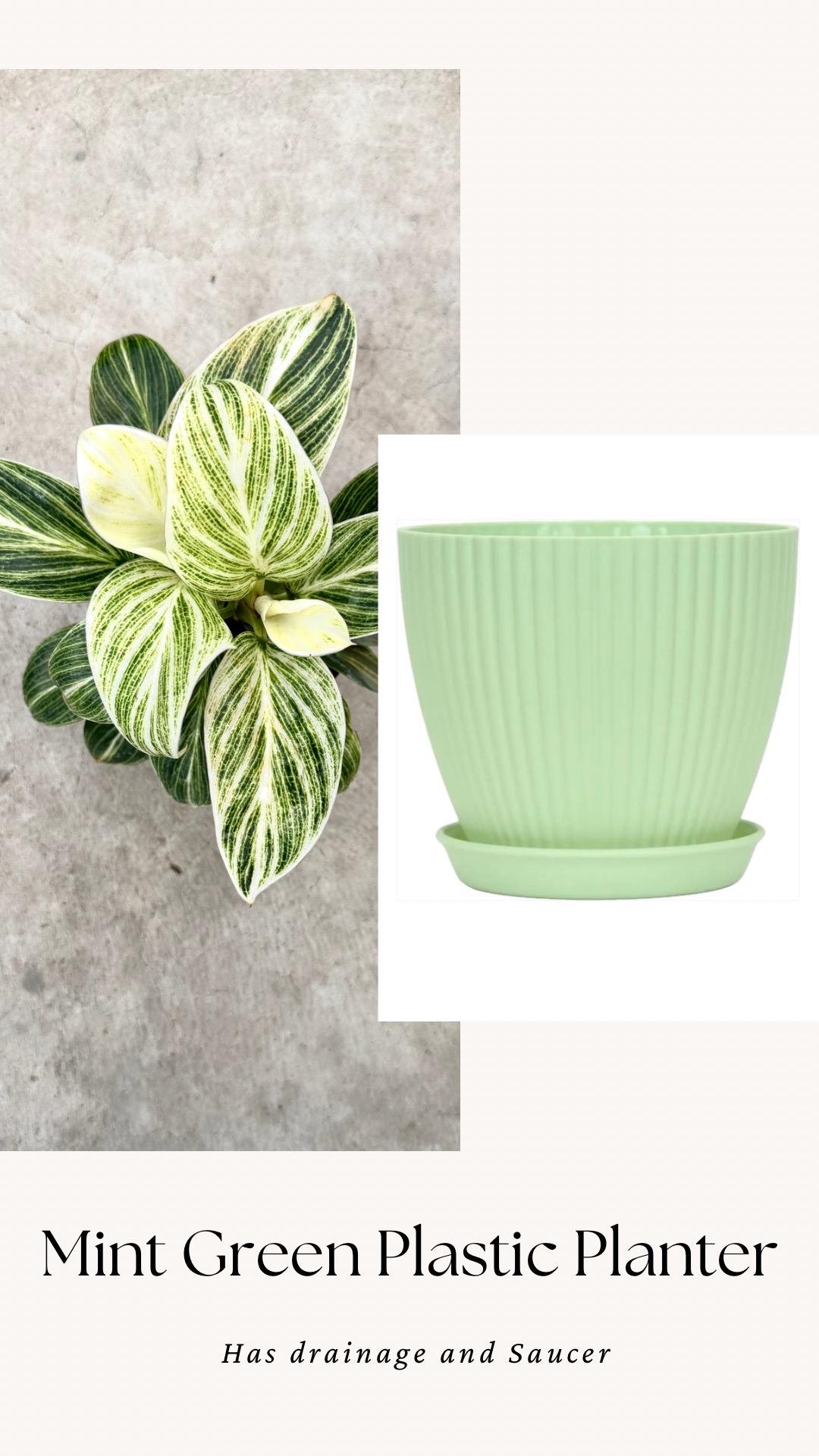 Philodendron Evian Rare Plant - 4 inch Pot - optional decorative plant