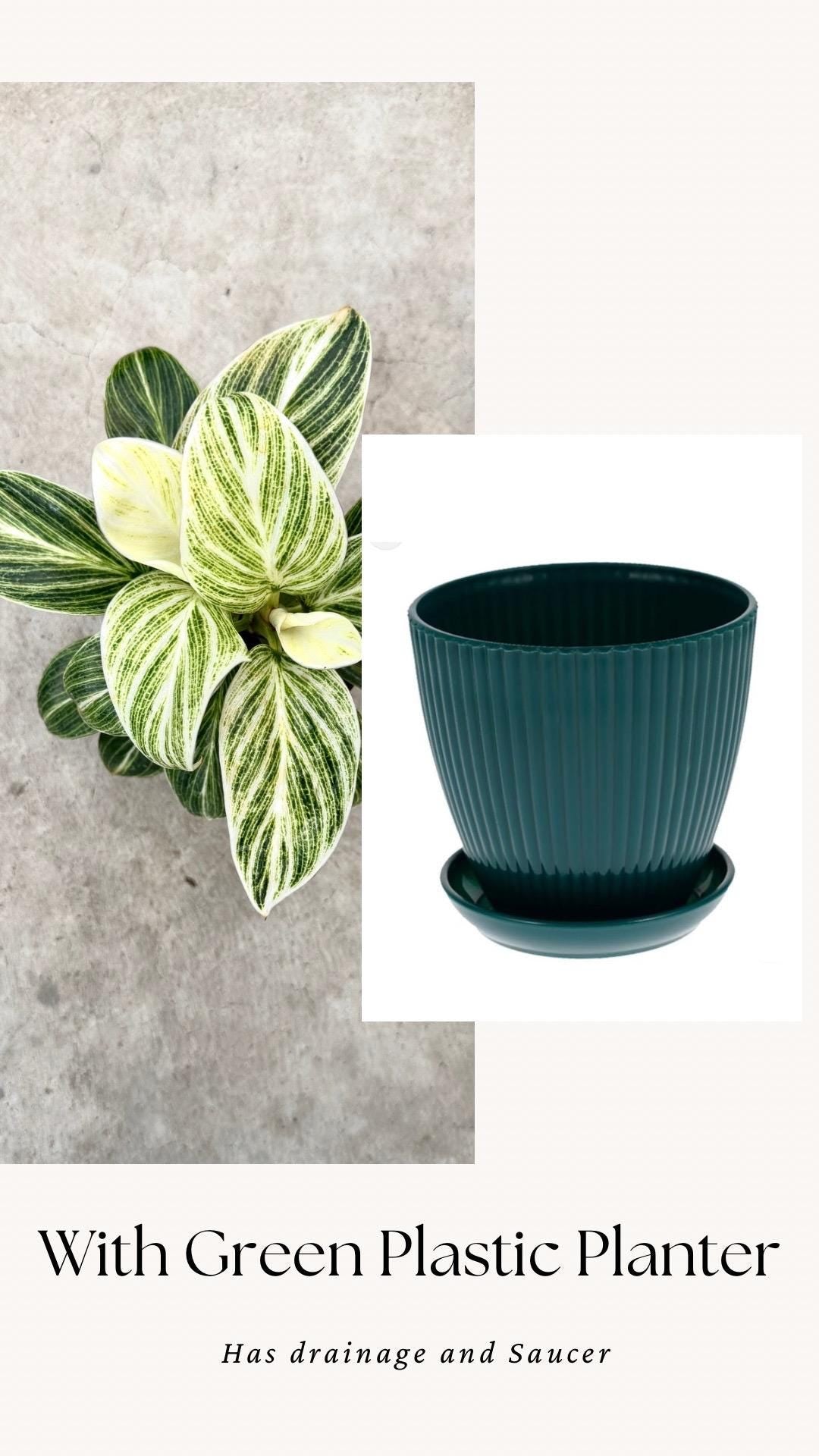 Philodendron Evian Rare Plant - 4 inch Pot - optional decorative plant