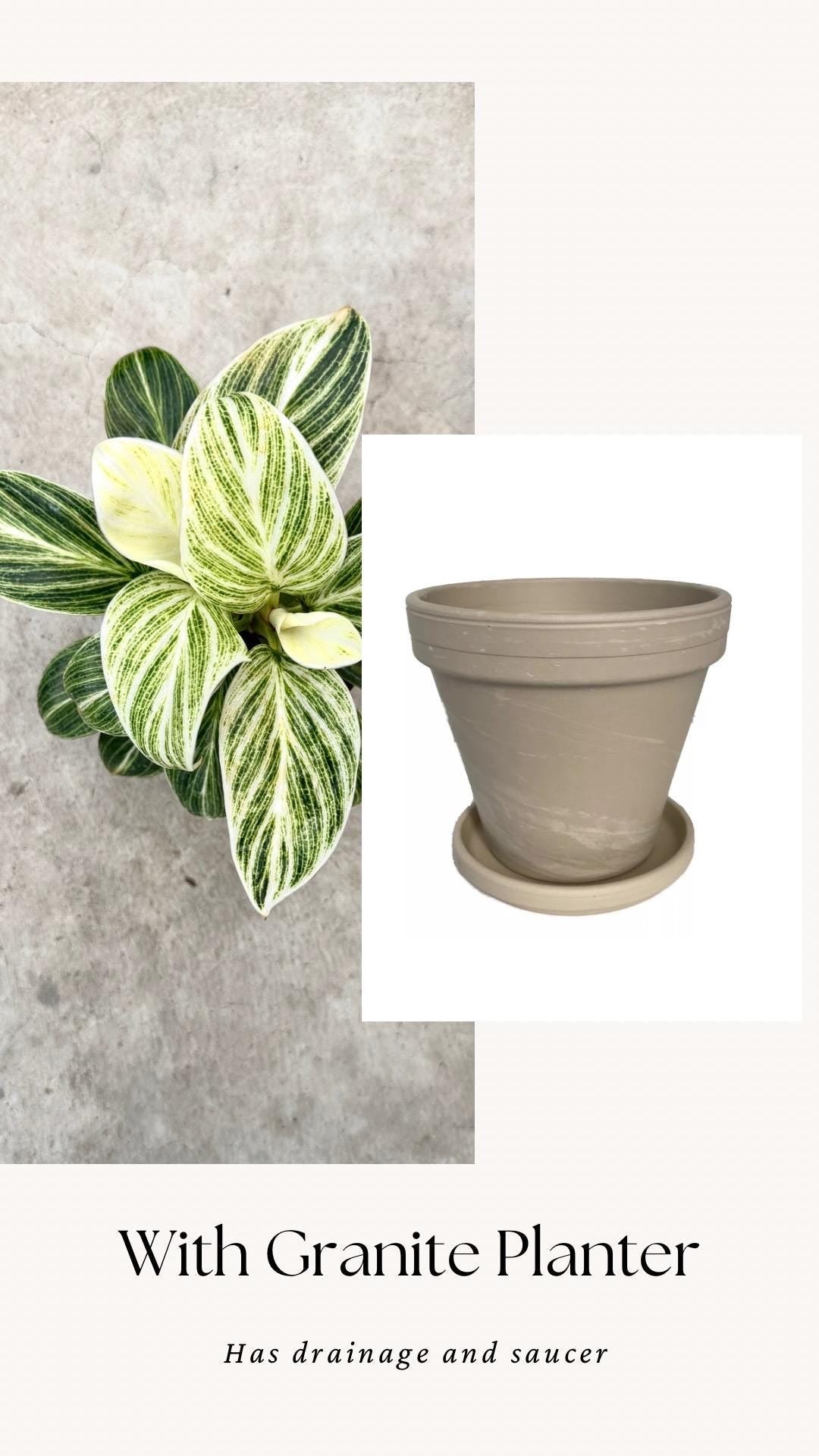 Philodendron Evian Rare Plant - 4 inch Pot - optional decorative plant