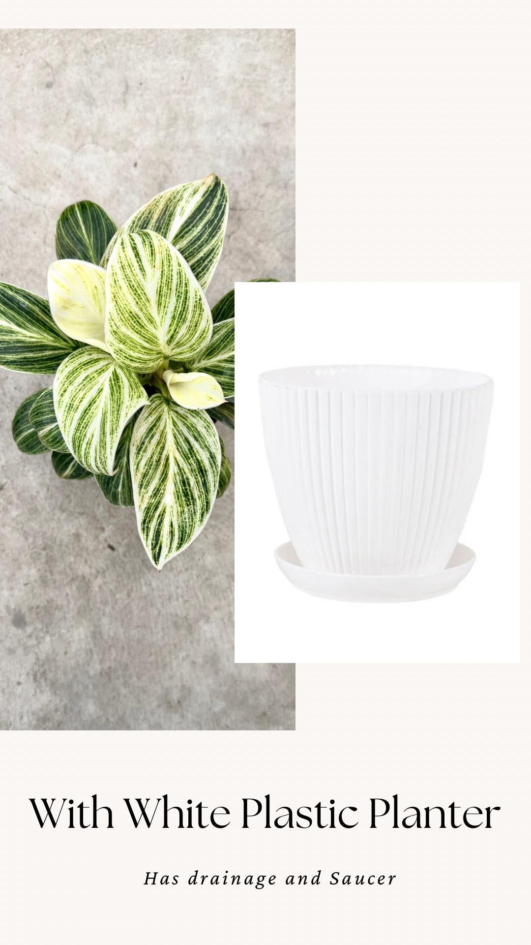 Philodendron Evian Rare Plant - 4 inch Pot - optional decorative plant
