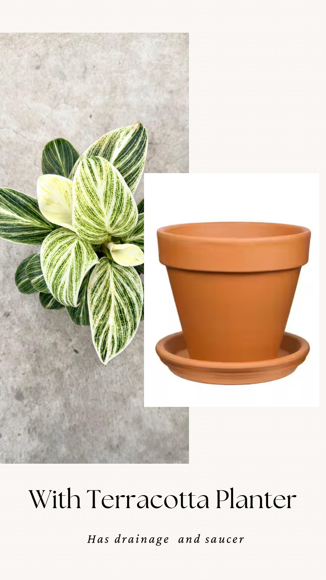 Philodendron Evian Rare Plant - 4 inch Pot - optional decorative plant