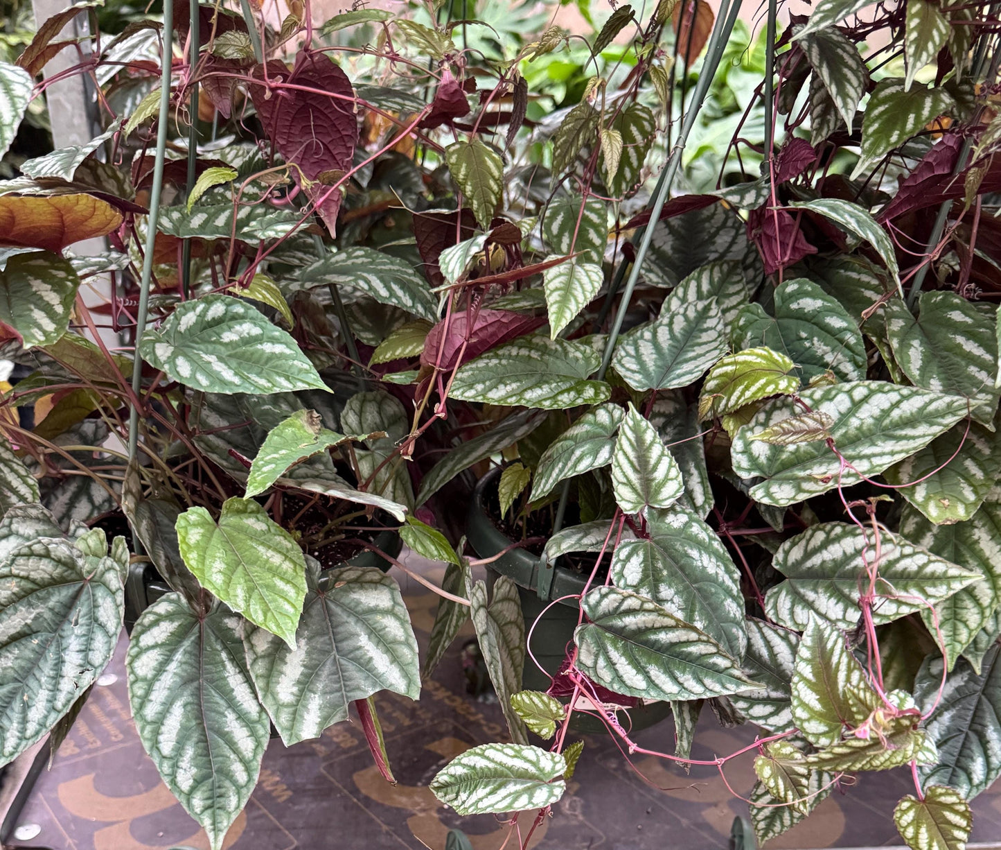 Cissus discolor - Rex Begonia Vino Plant - 6" Hanging Basket