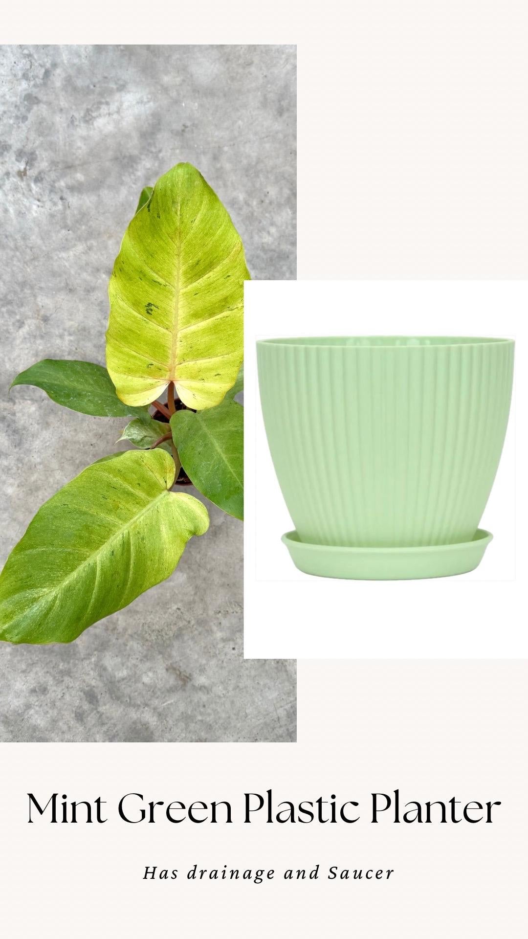 Philodendron Snowdrift - Live Plant - 4" Pot