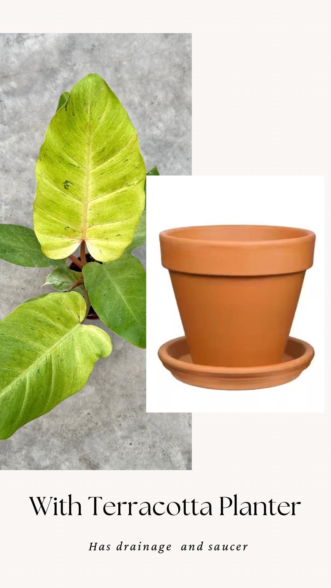 Philodendron Snowdrift - Live Plant - 4" Pot