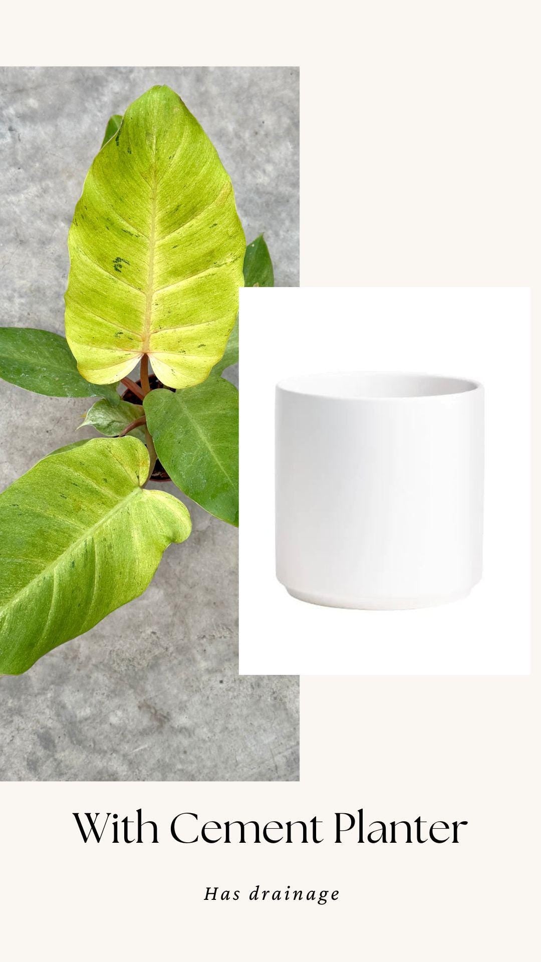 Philodendron Snowdrift - Live Plant - 4" Pot