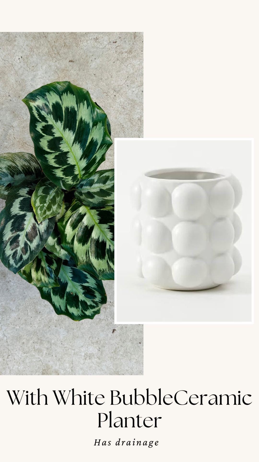 Calathea Helen Kennedy Prayer Plant 4" Pot - Live Indoor Houseplant
