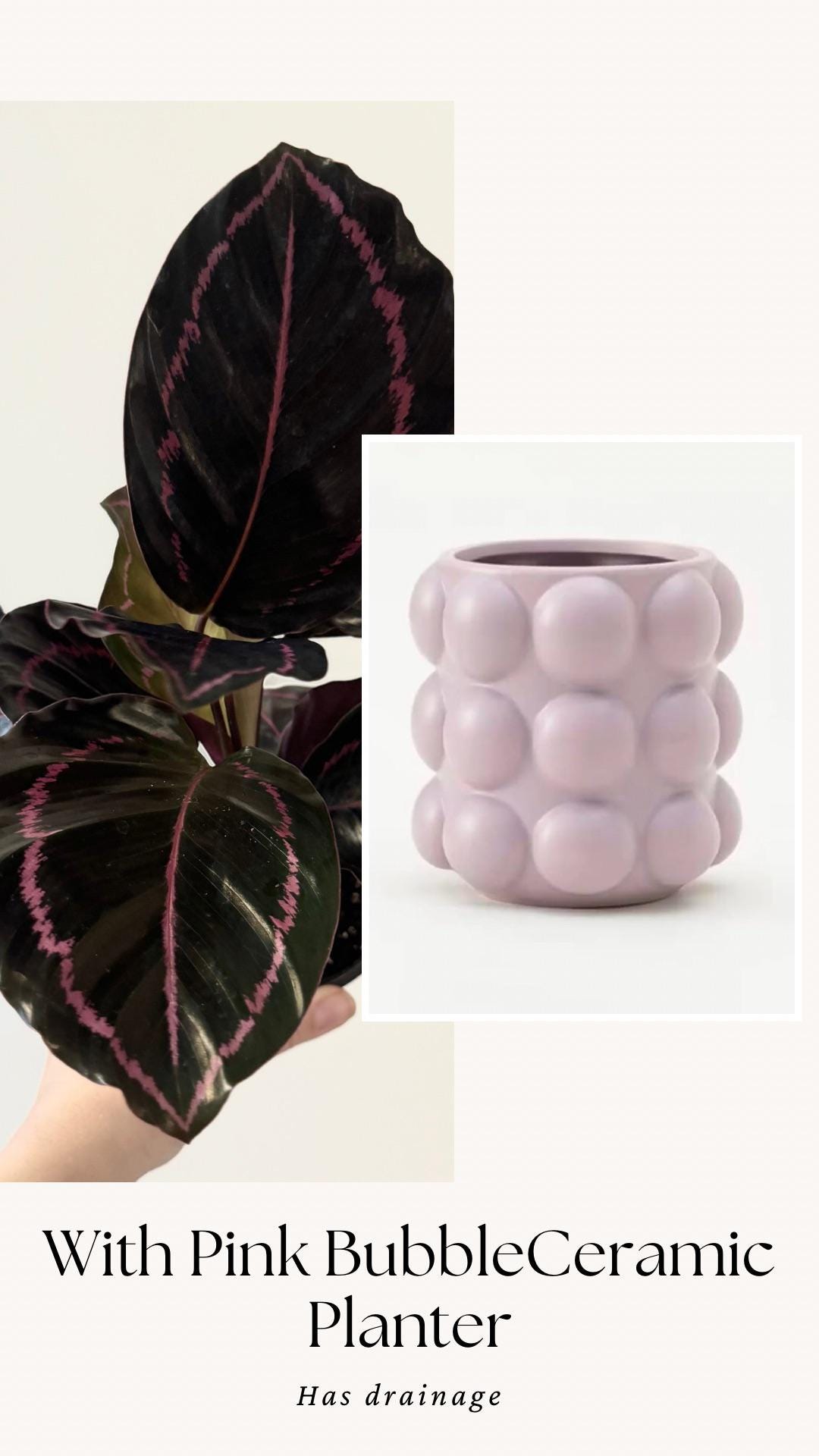Calathea Dottie Plant - 4 inch Nursery Pot - Live Plant - optional decorative pot