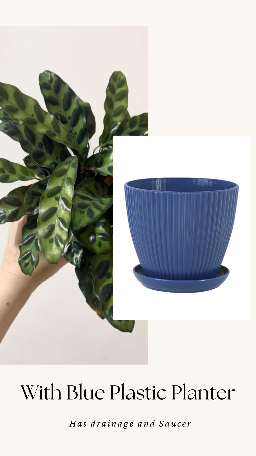 Calathea Lancifolia Rattlesnake Prayer Plant 4" | 6β Pot - Live Indoor Houseplant