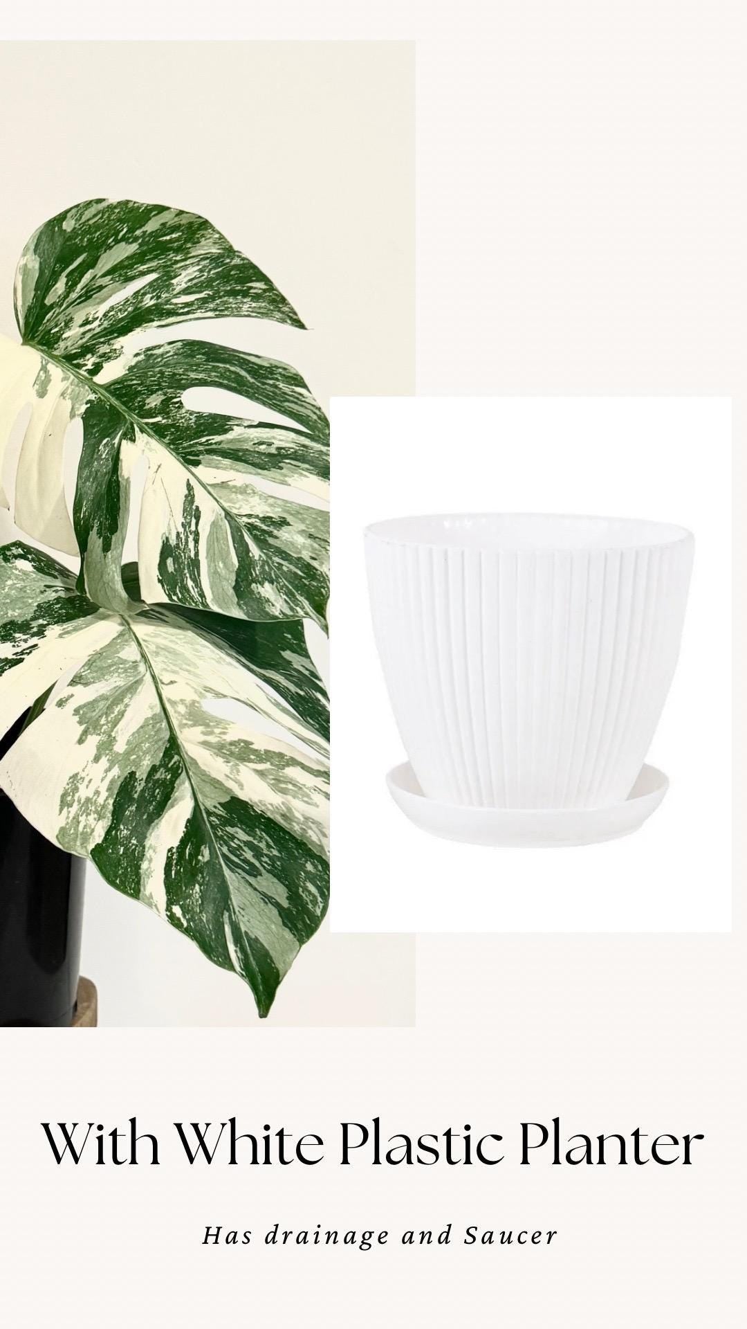 Monstera Albo Variegata Plant - RARE - 7 inch | 10 inch Pot