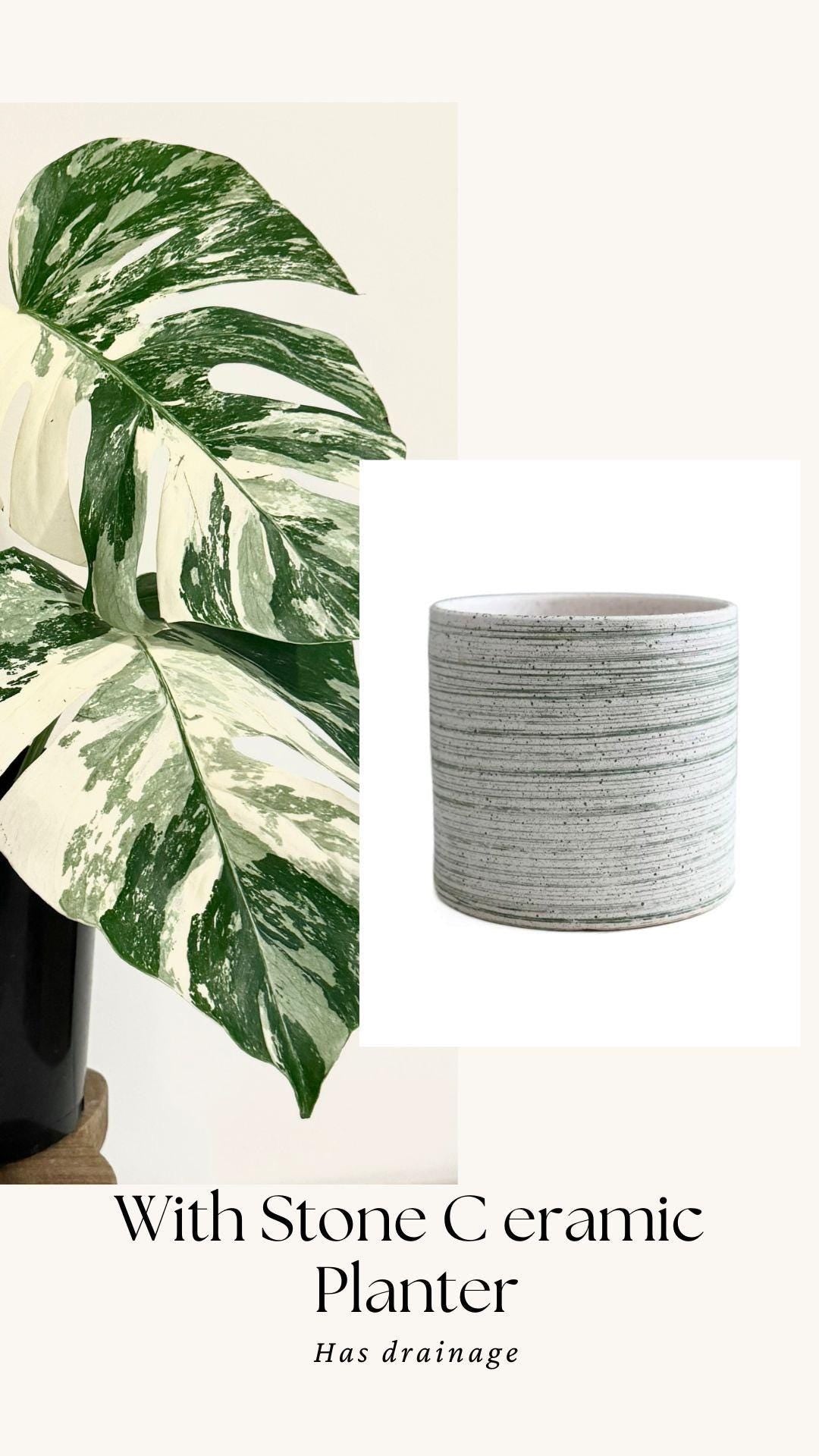 Monstera Albo Variegata Plant - RARE - 7 inch | 10 inch Pot