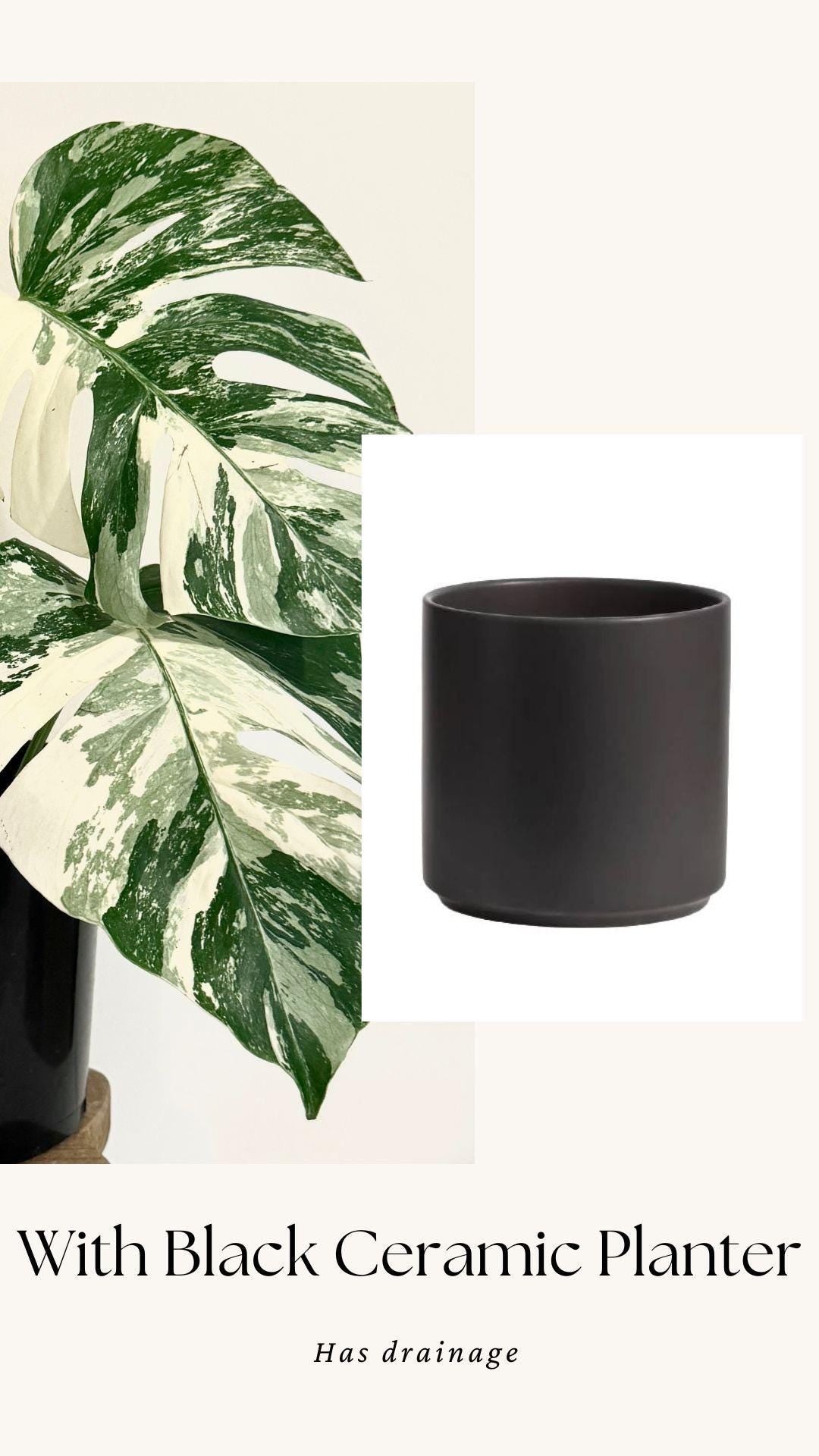 Monstera Albo Variegata Plant - RARE - 7 inch | 10 inch Pot